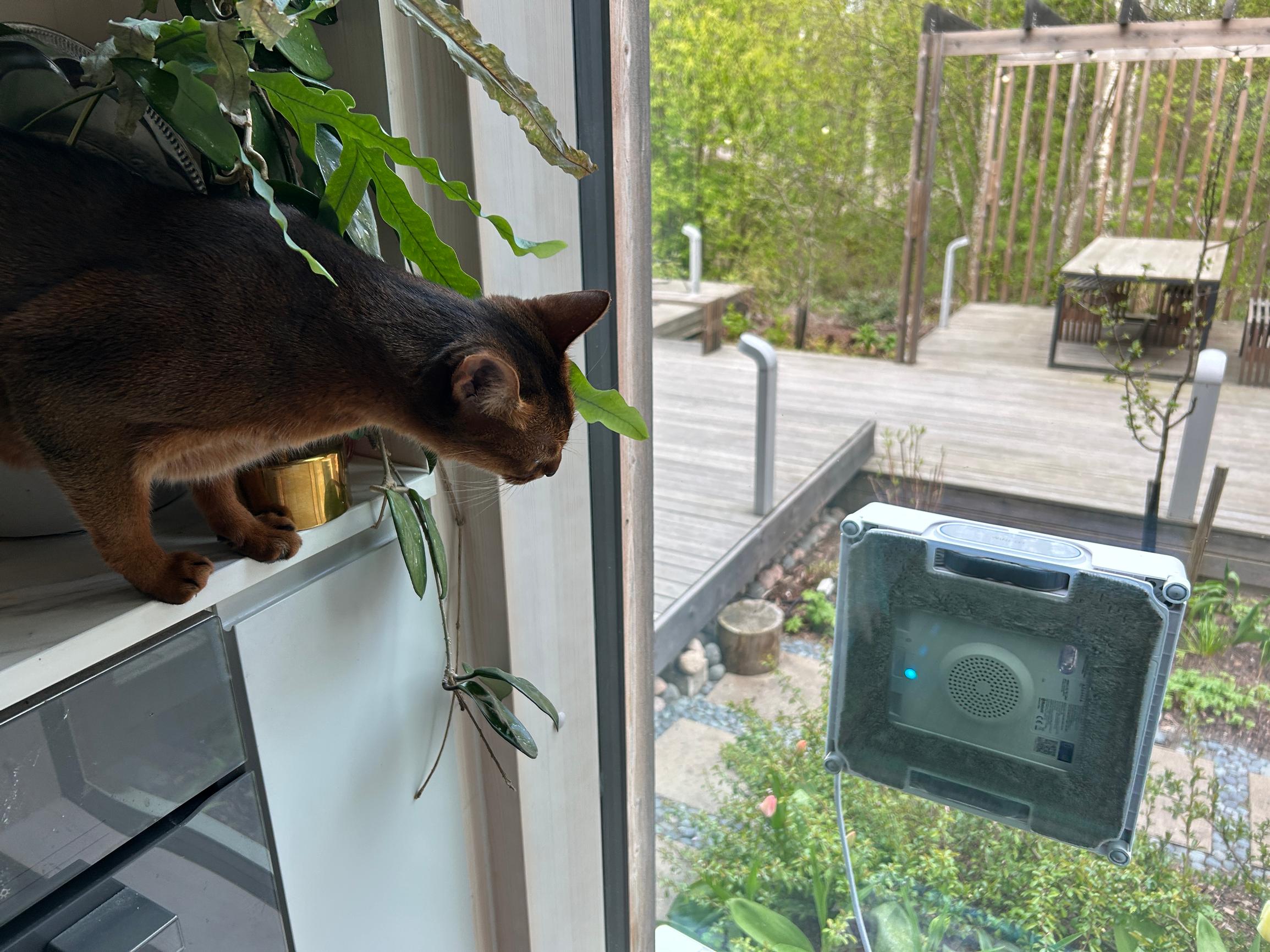 The bottom of the window-cleaning robot is visible through the glass.