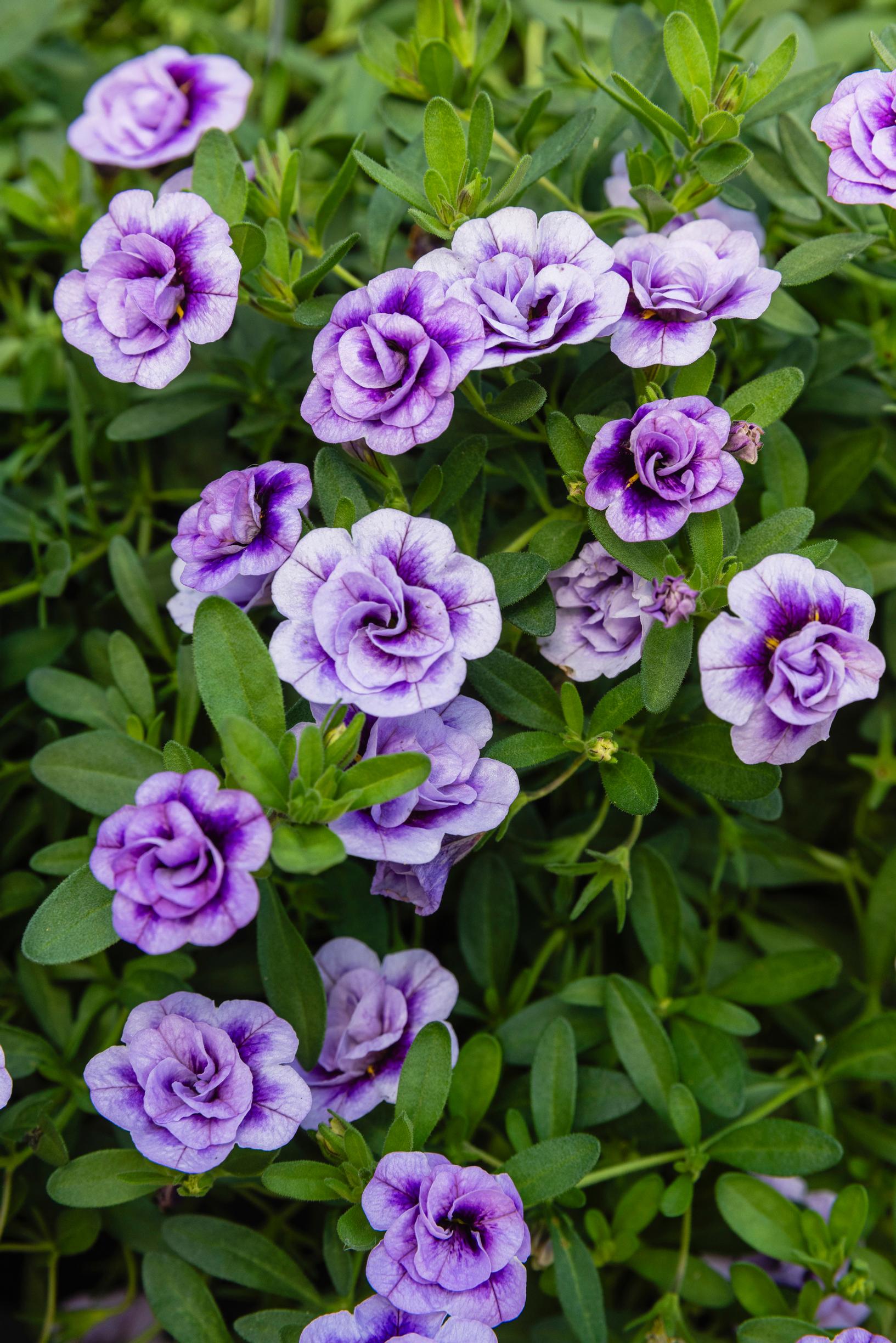 Multicolored million bells