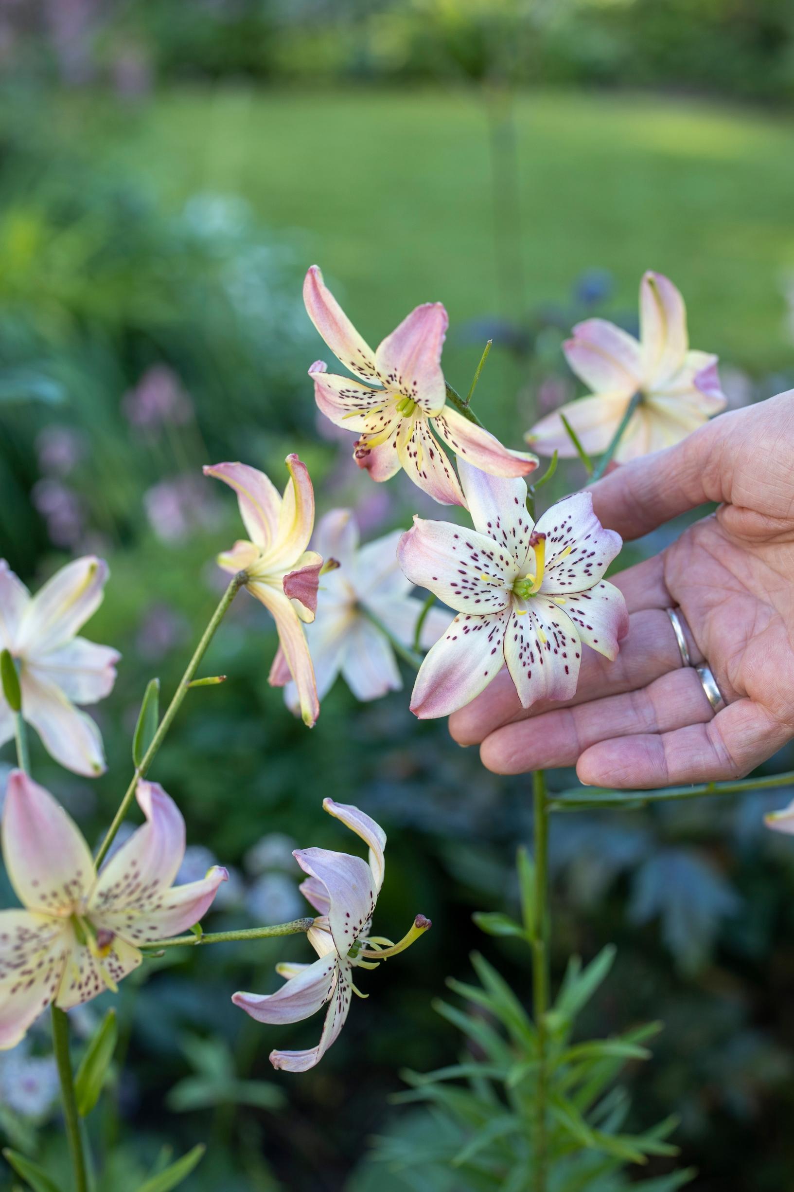 ‘Corsage’ tiger lily