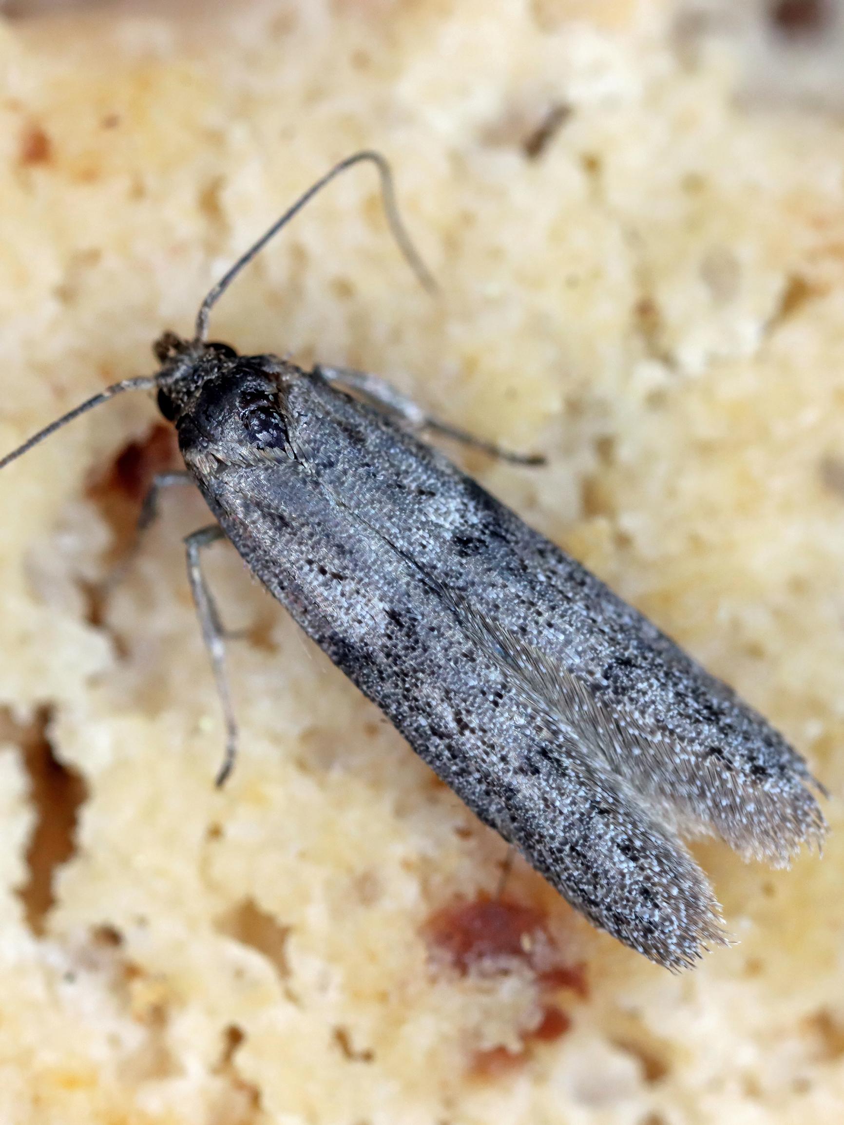 Flour moths in your pantry? Here’s how to stop them for good