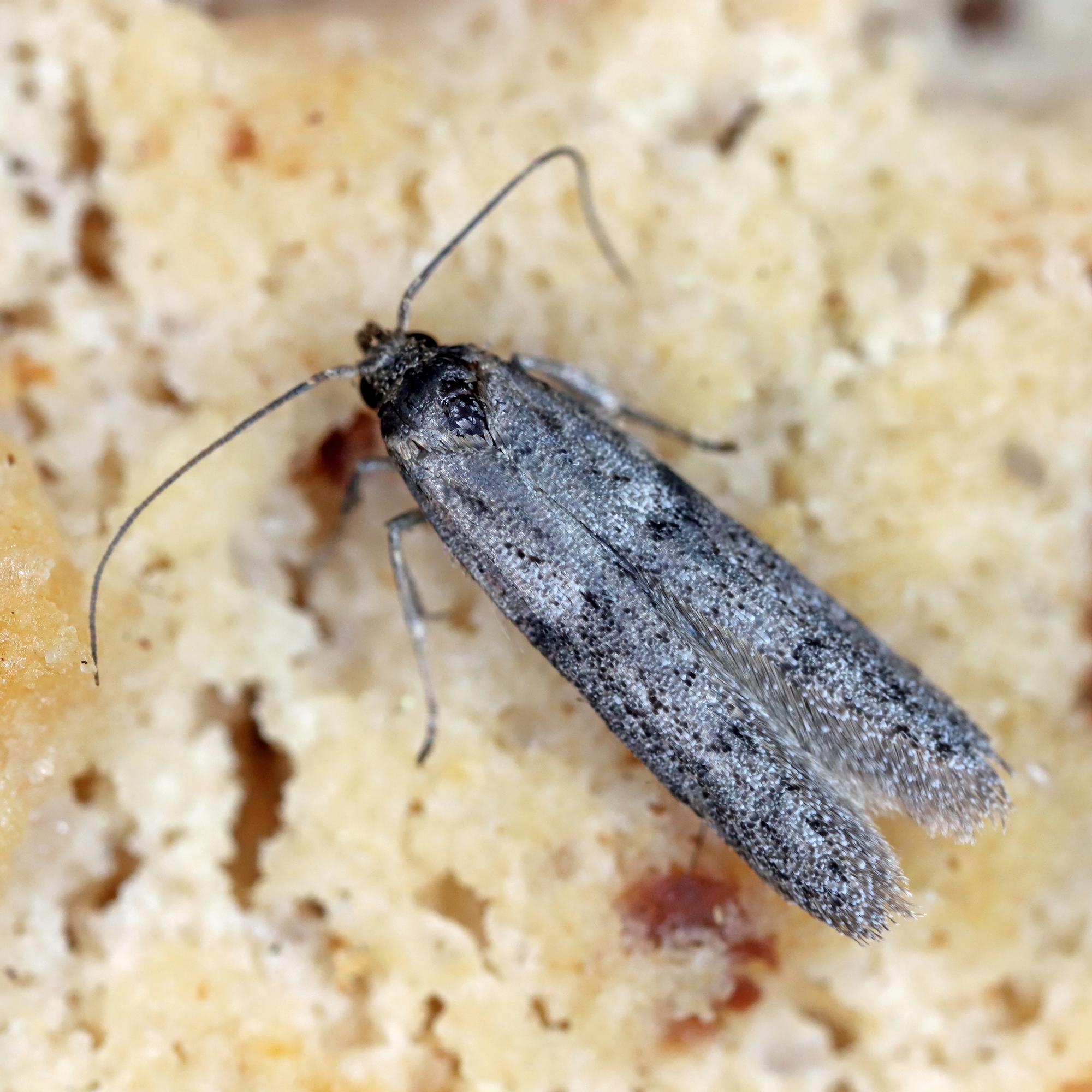 Flour moths in your pantry? Here’s how to stop them for good
