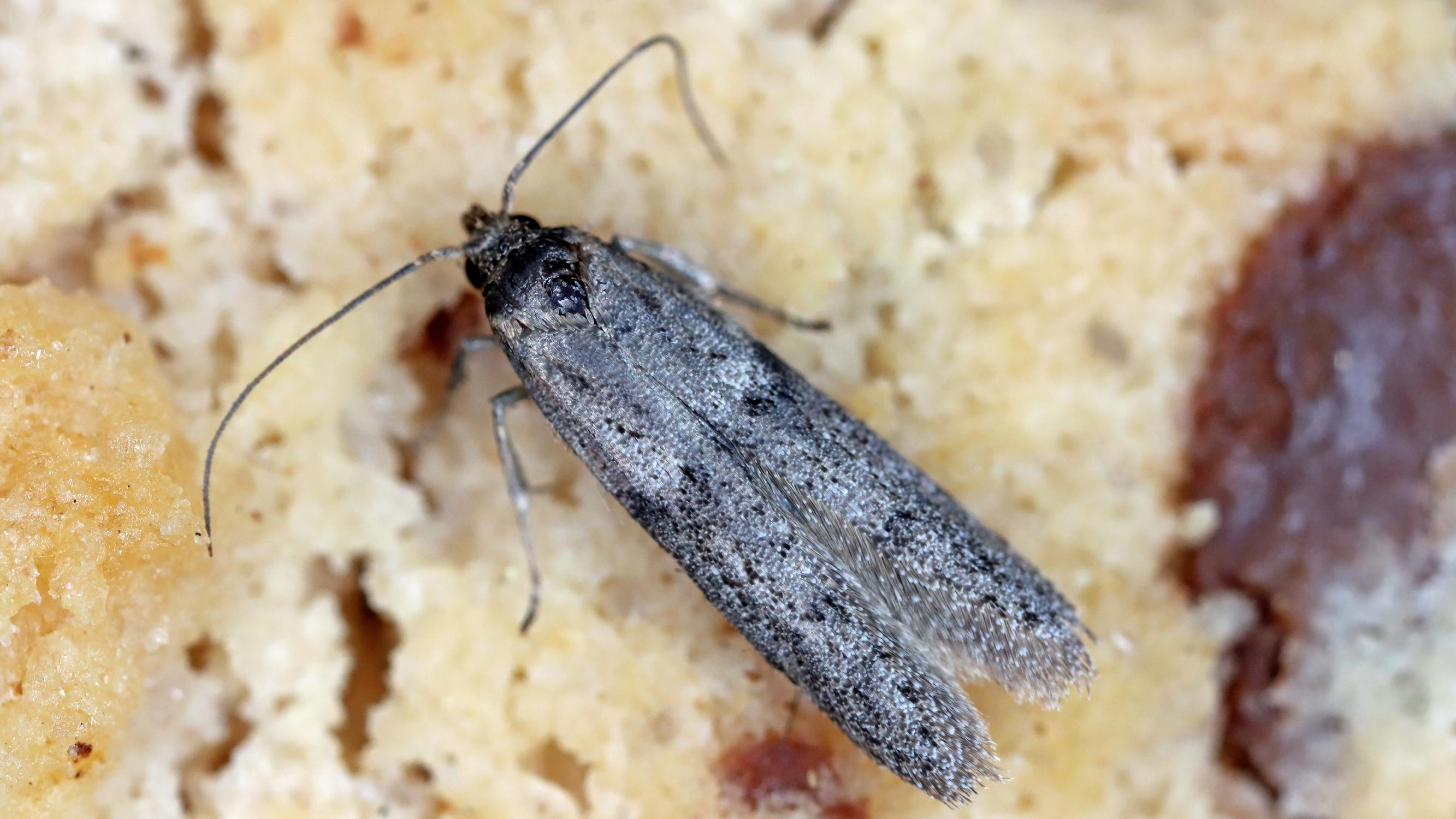 Flour moths in your pantry? Here’s how to stop them for good