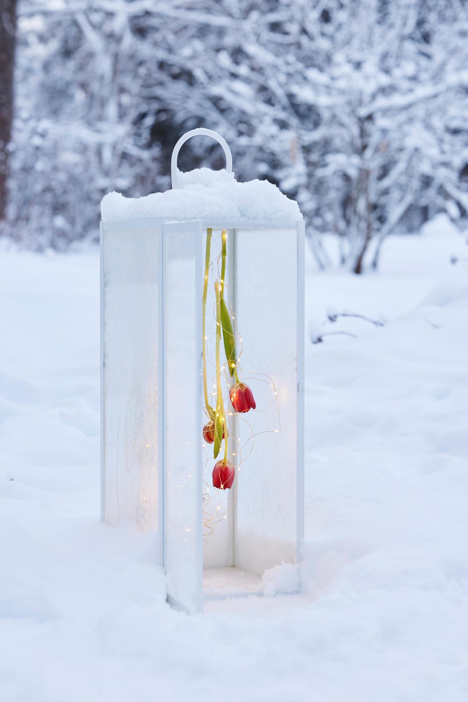 A lantern sits on a snowy ground, with a string of lights and three red tulips hanging from its top.