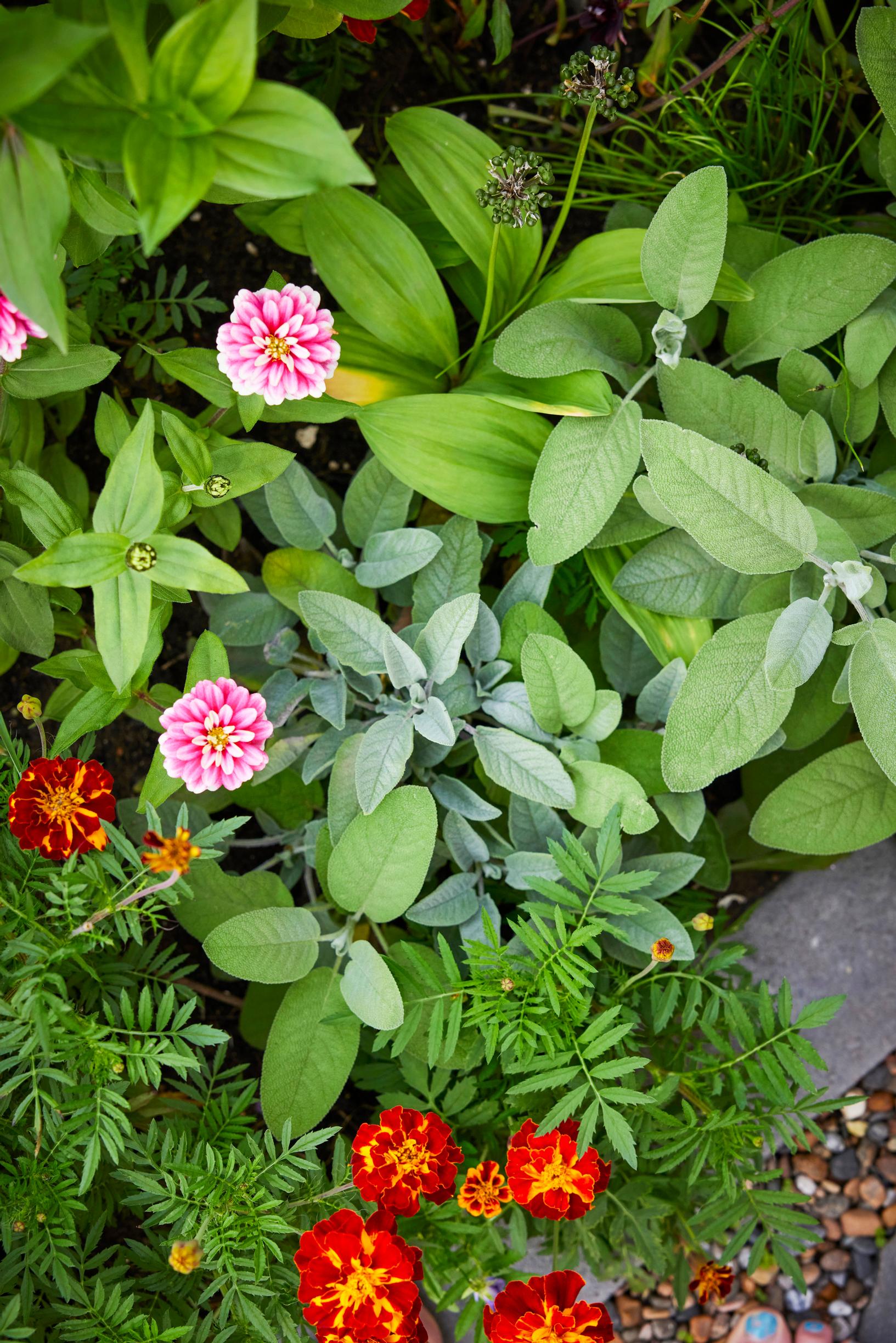 Sage, victory onion, and signet marigold in Hannele’s garden.