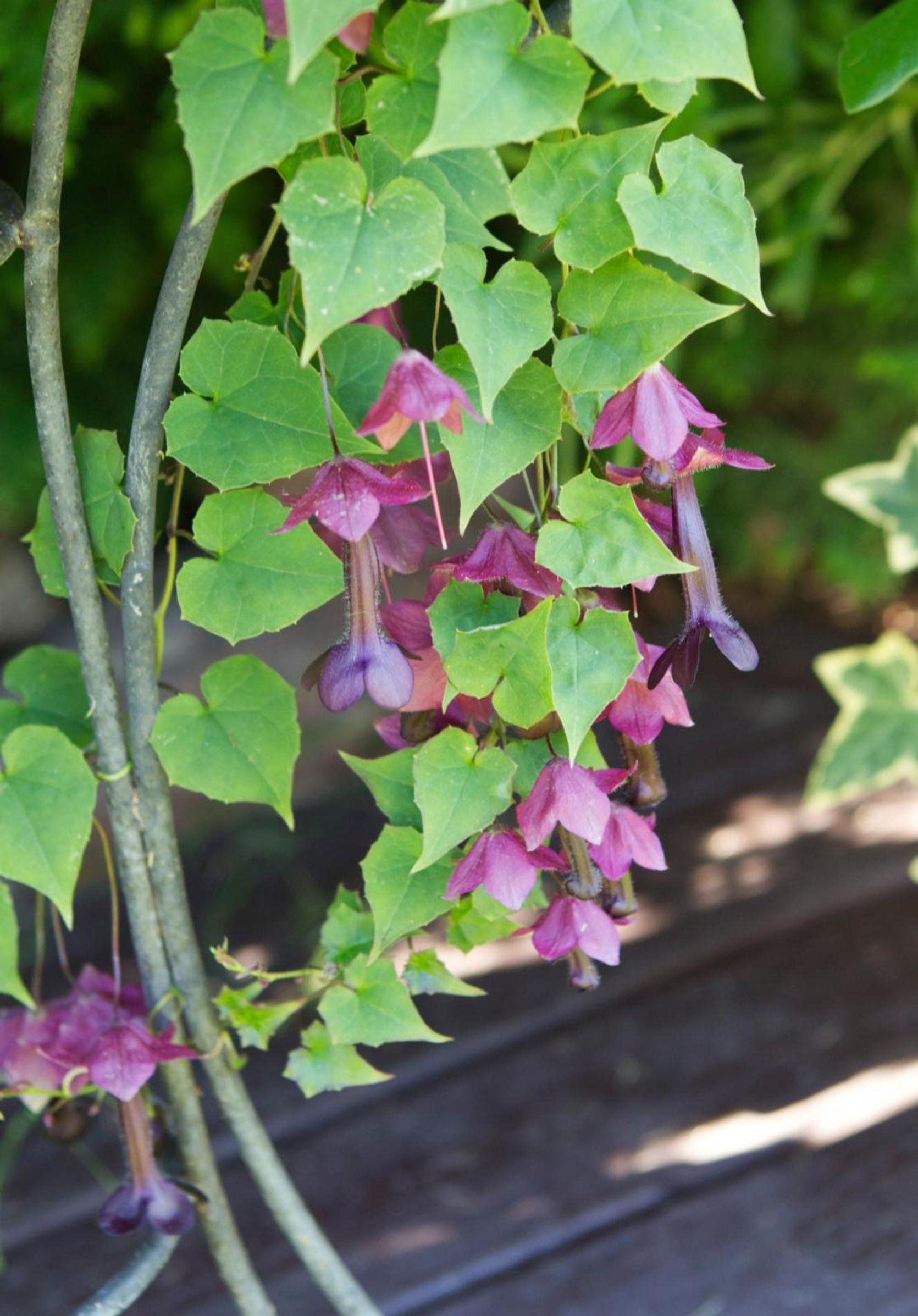 Purple bell vine blooms vibrantly on the terrace or balcony—discover tips for growing and caring for it