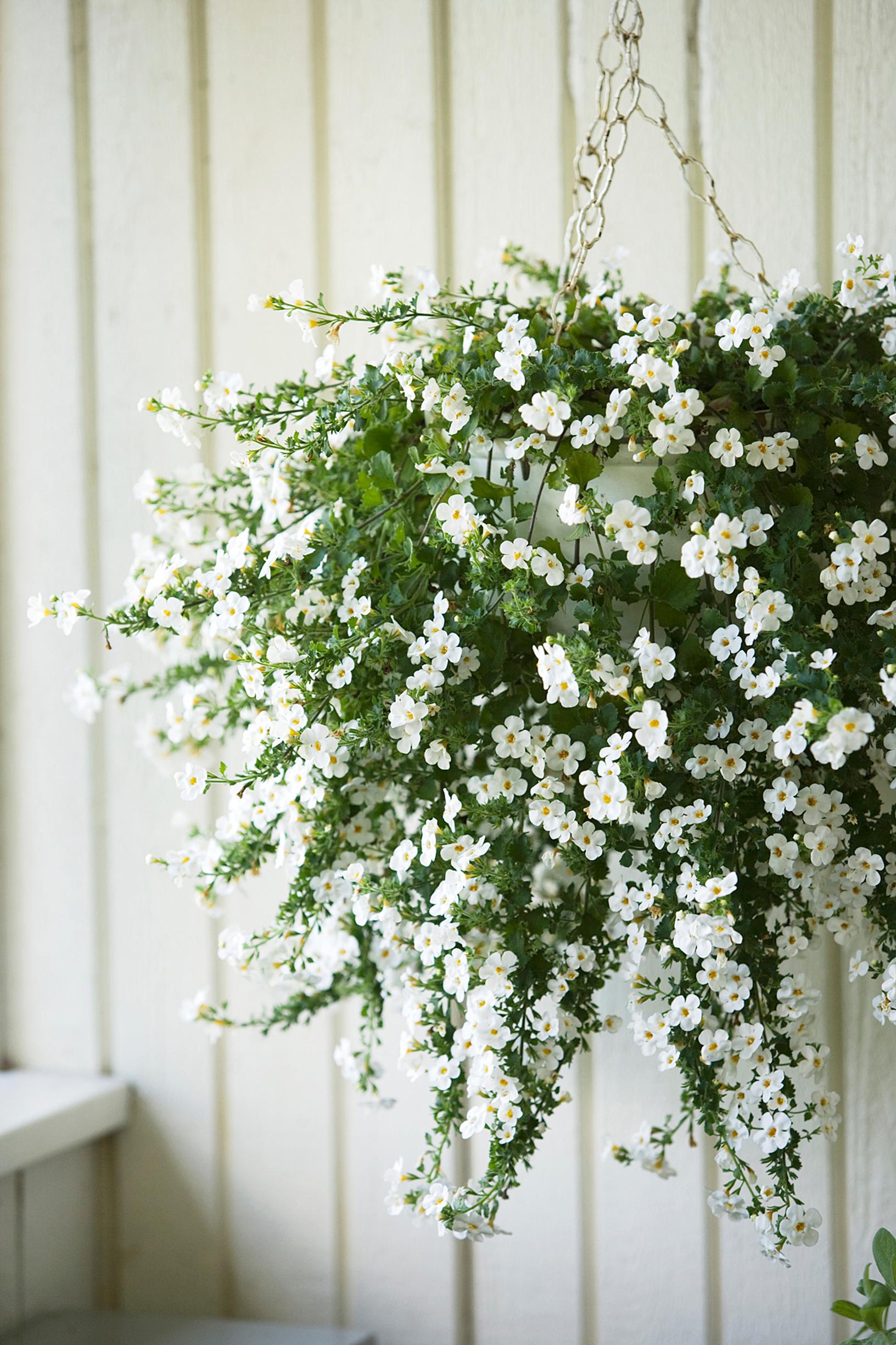 summer flower bacopa