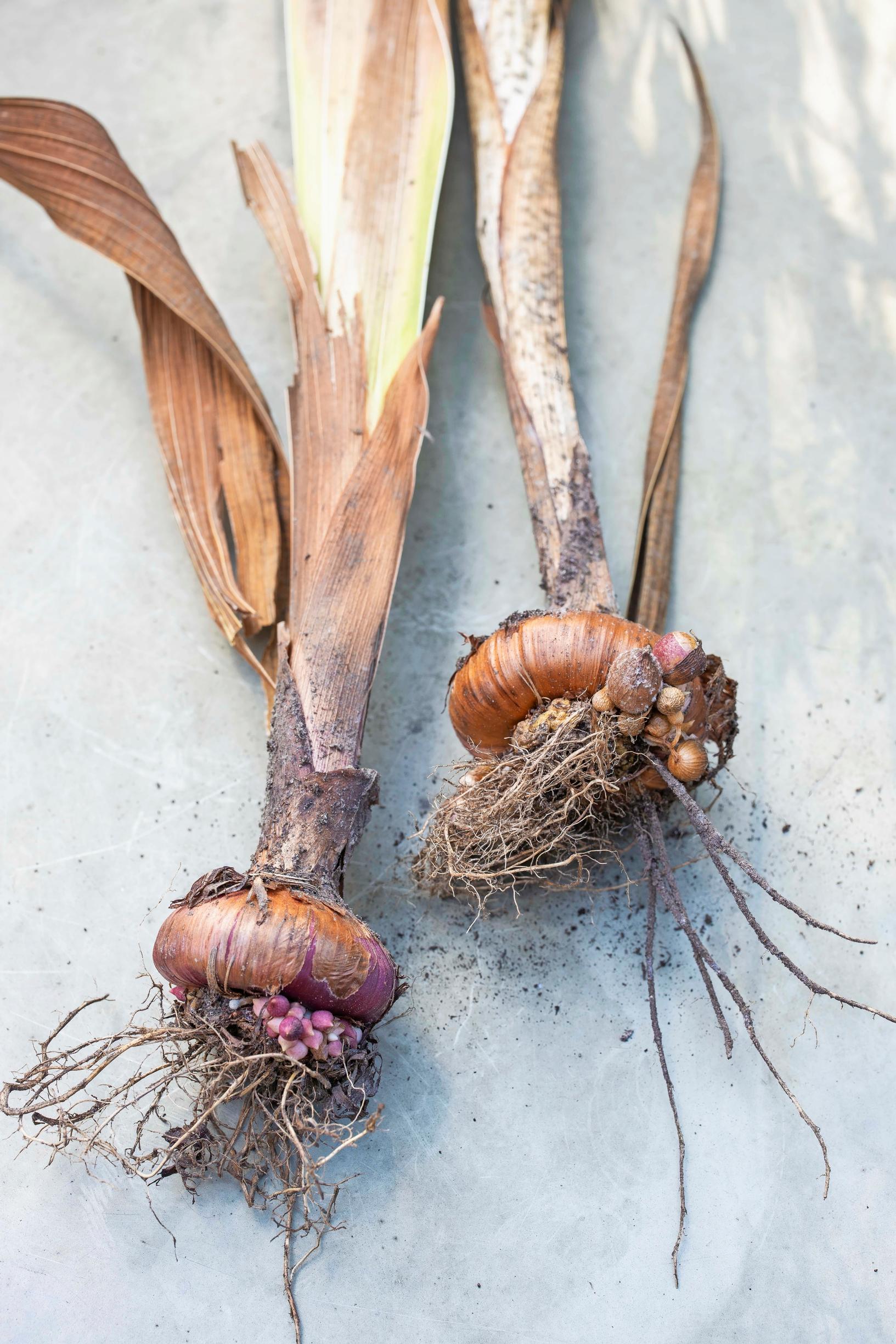 Overwintering gladiolus corms