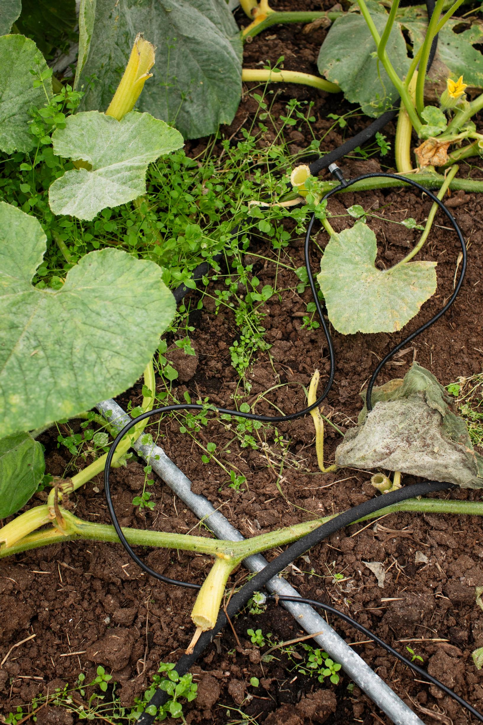 greenhouse irrigation system