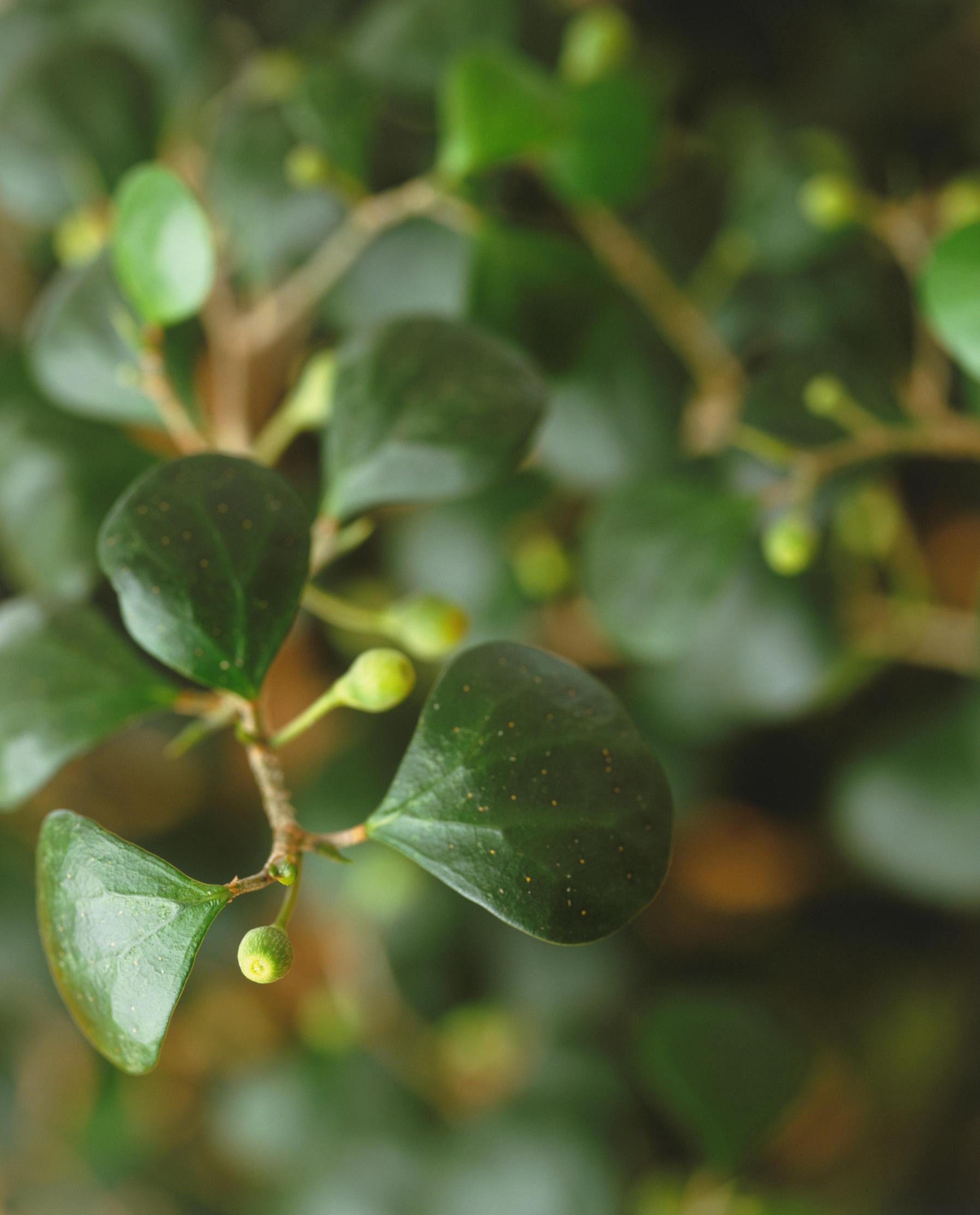 Ficus plant care