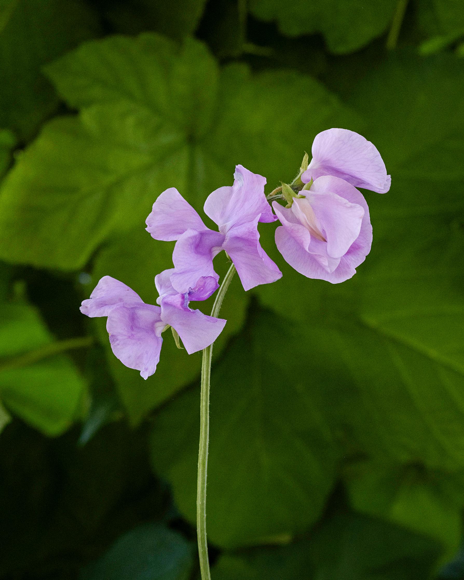 Sweet pea ’Our Harry’.