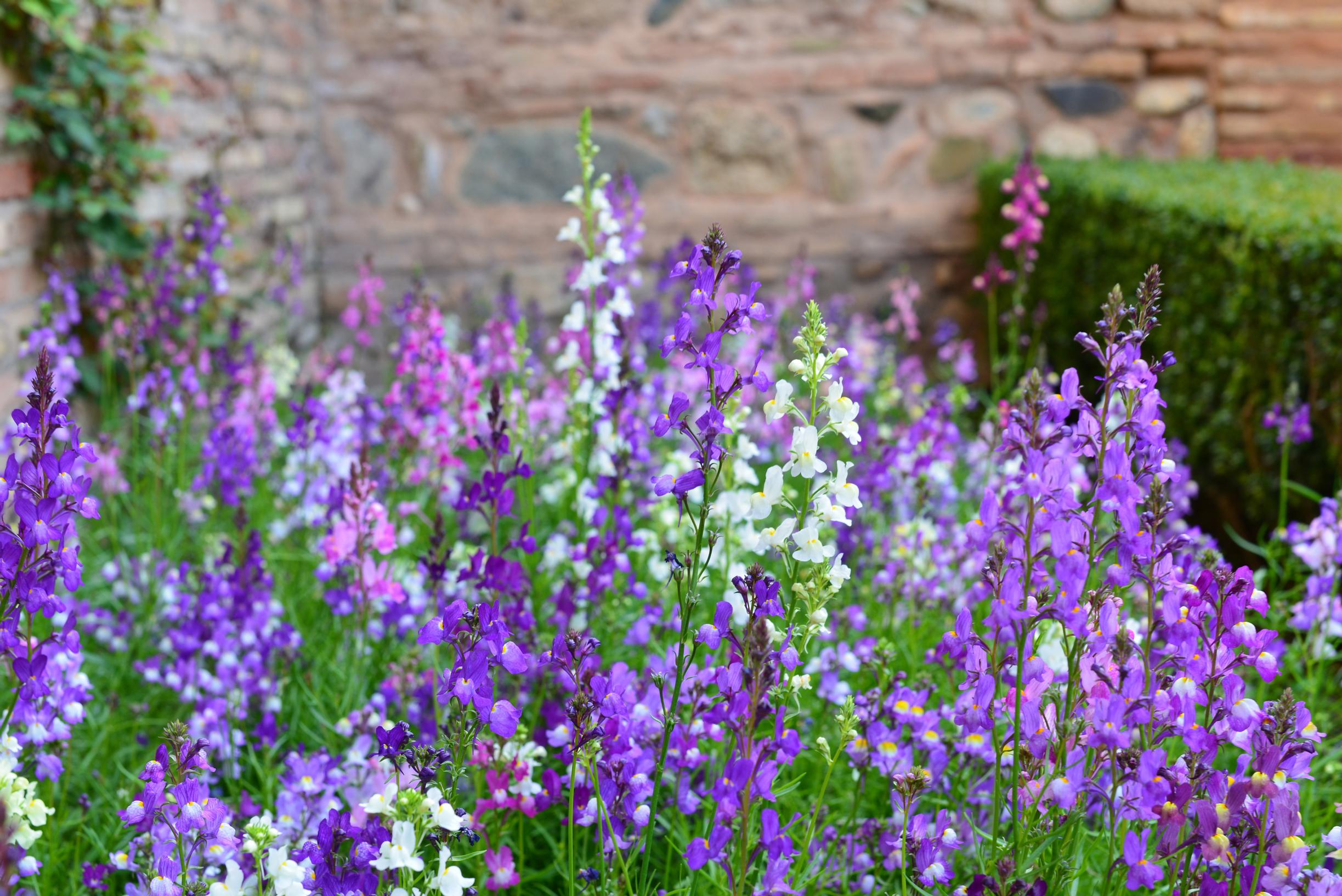 Drought resistant flowers: caribbean angel flower, angelonia angustifolia