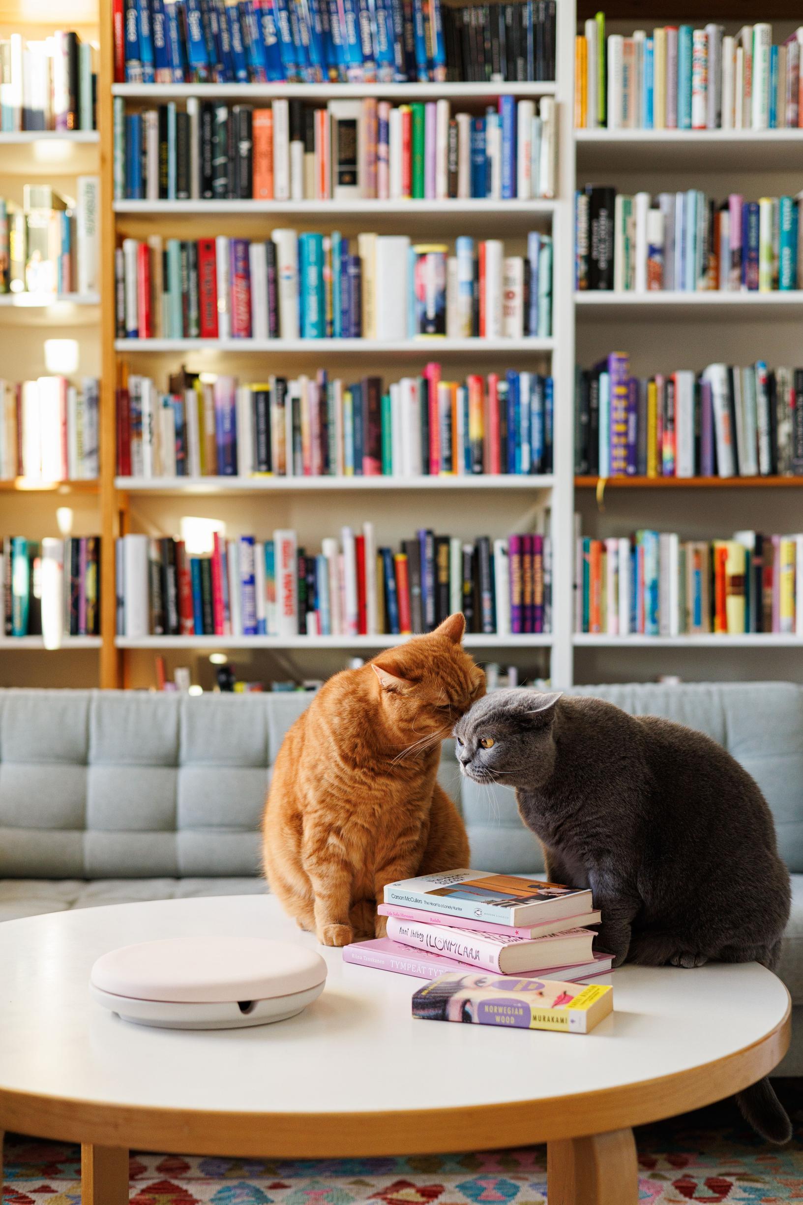 British shorthair cats sitting on the table