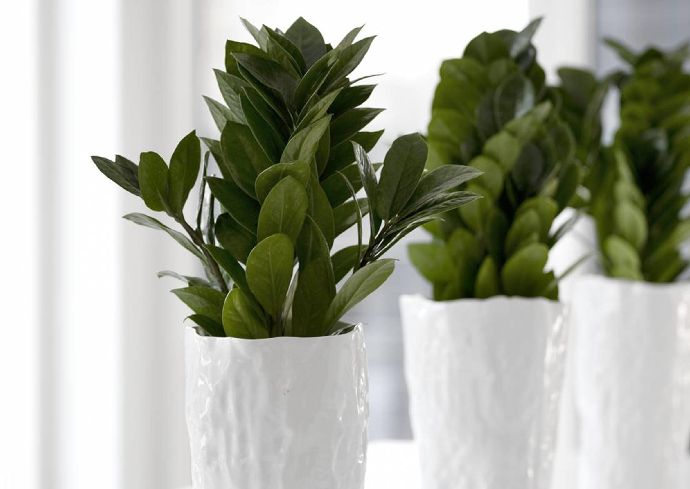 Low-maintenance houseplants: ZZ plant