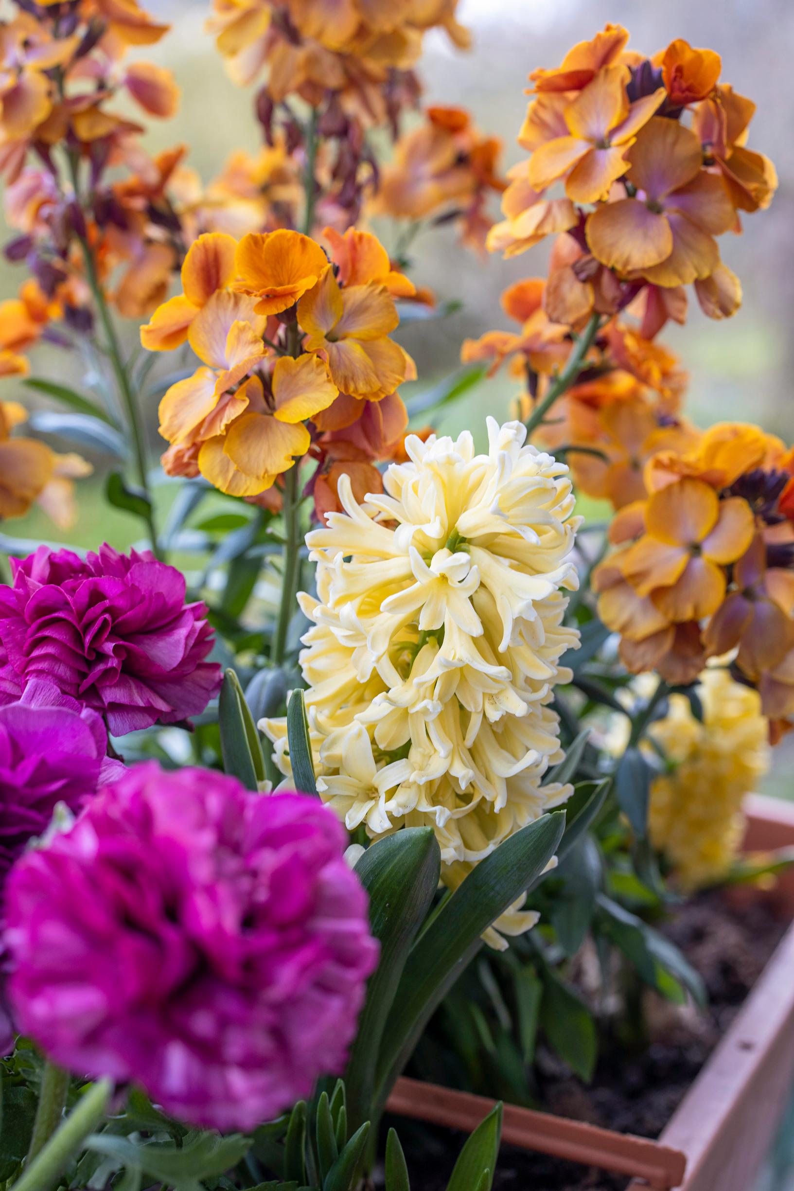 Hyacinth in the garden: hyacinth, Persian buttercup, and wallflower