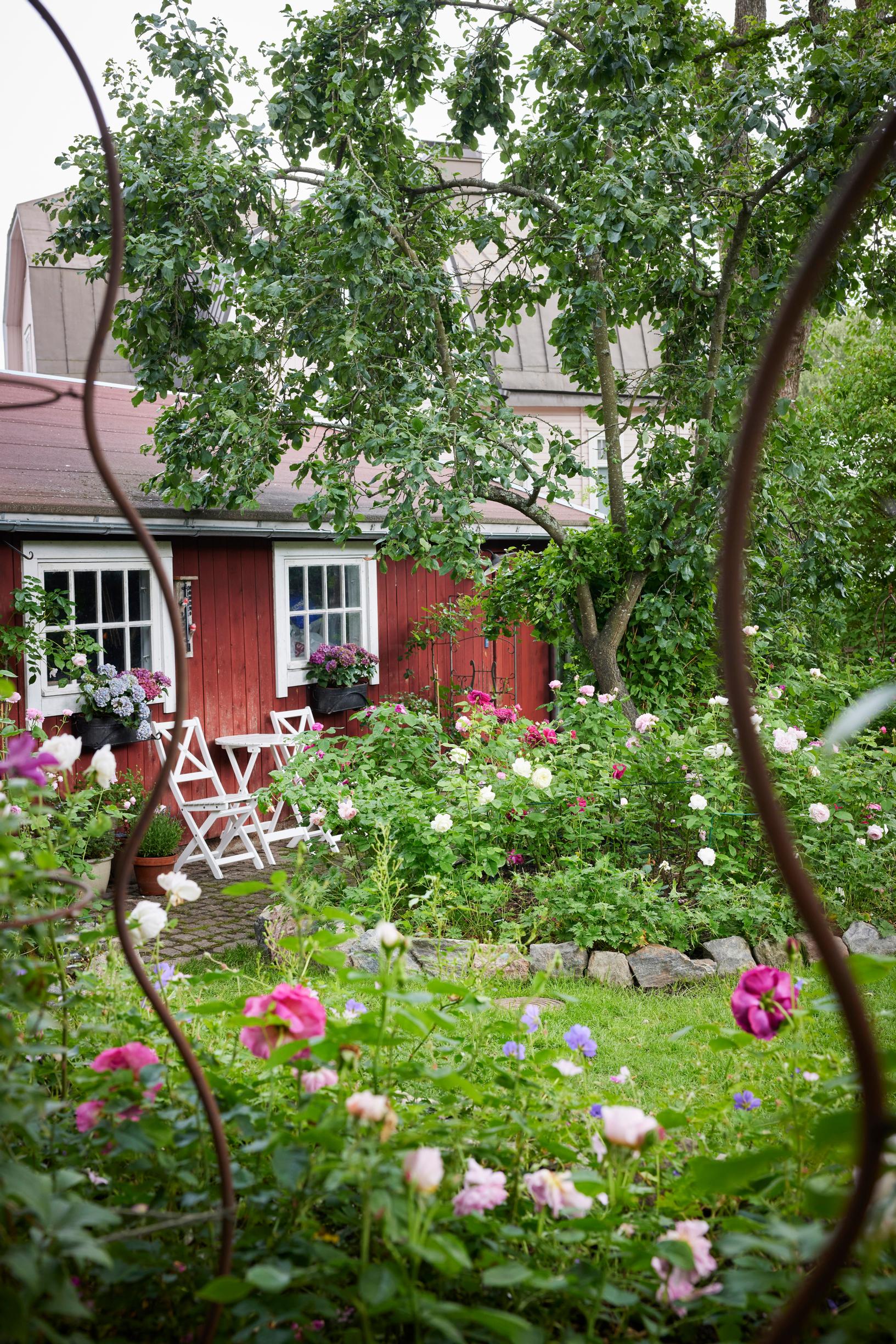 By the garden shed, David Austin and remontant roses grow.