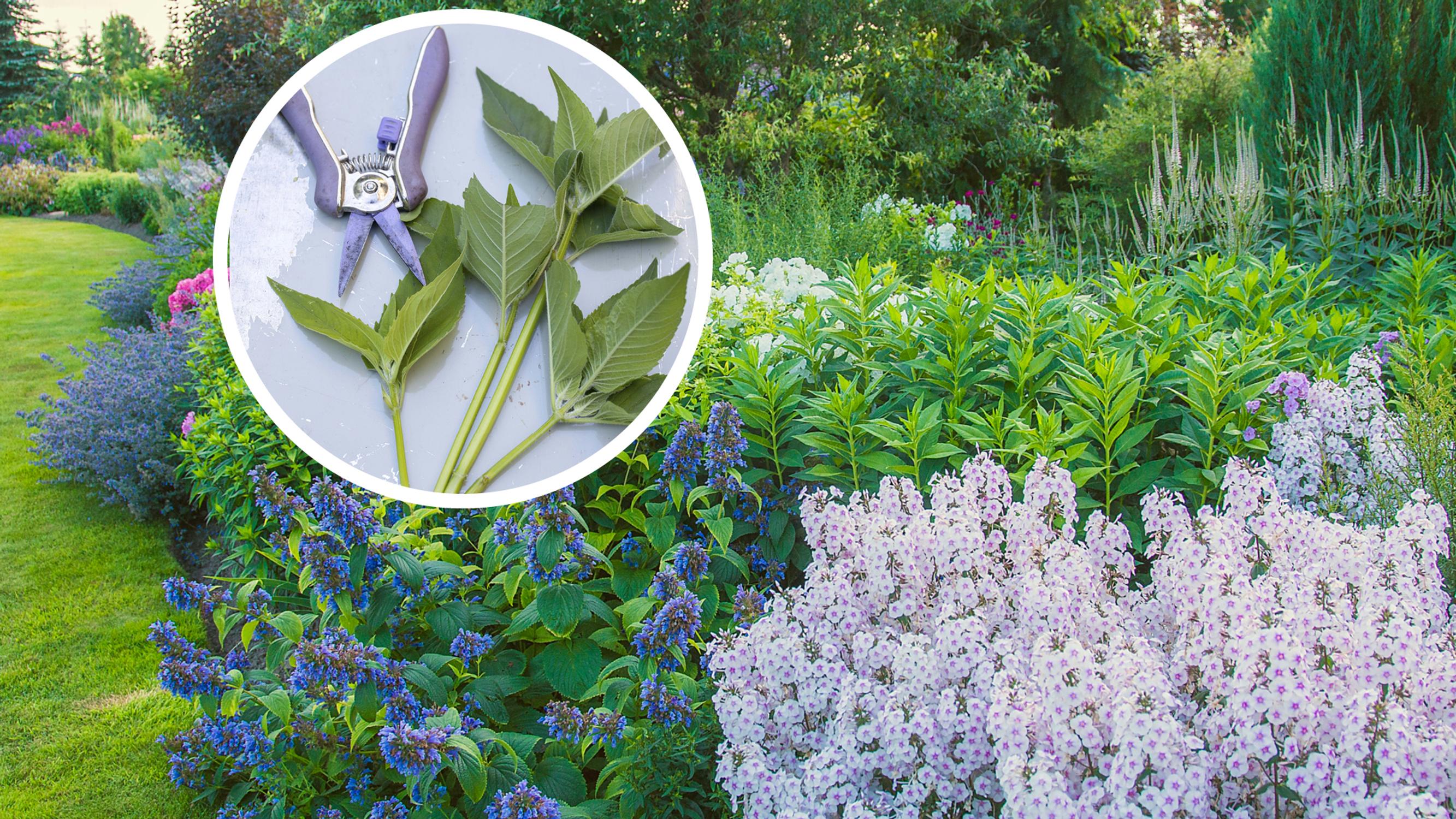 The next flower bed is free! Propagating perennials from cuttings is easy with professional instructions
