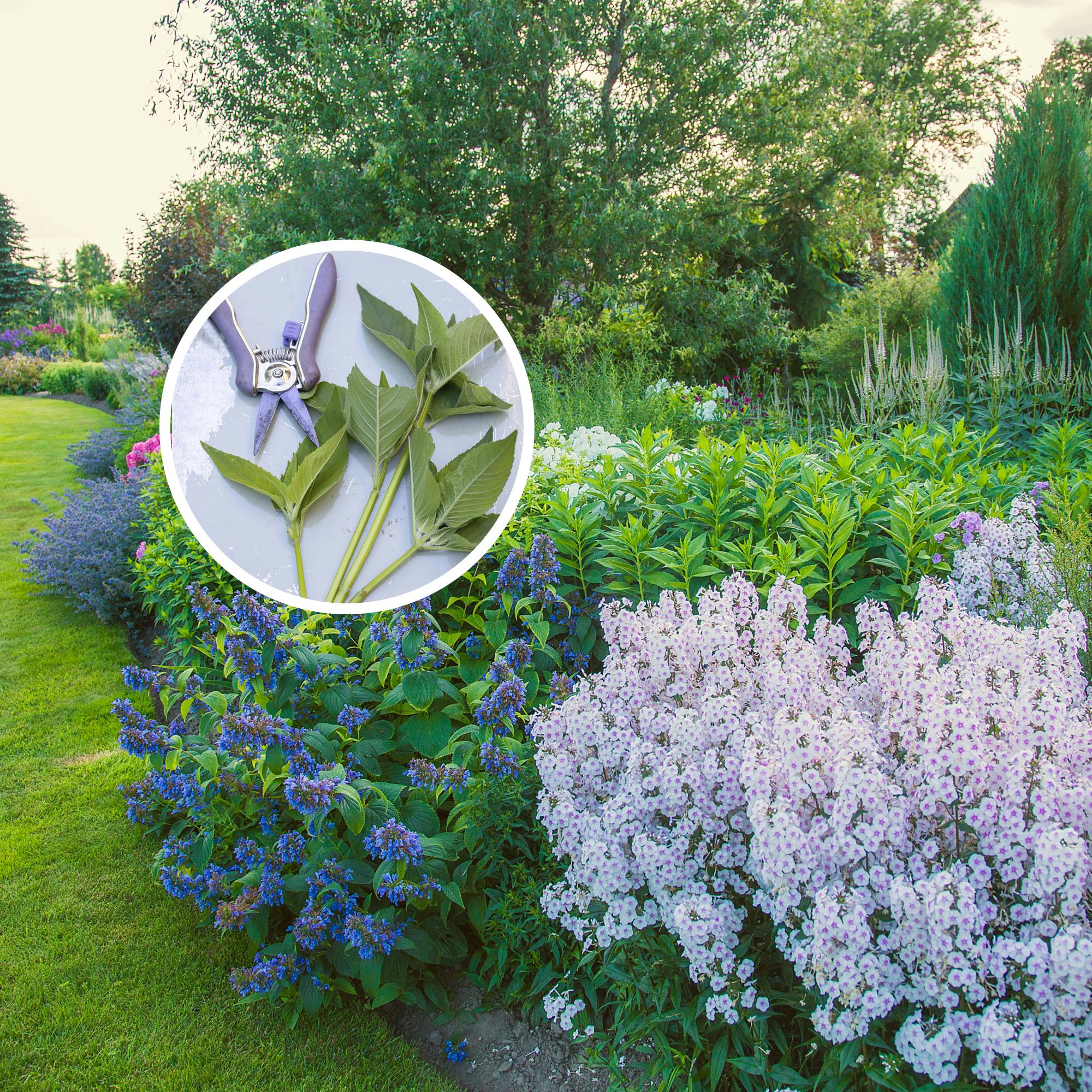 The next flower bed is free! Propagating perennials from cuttings is easy with professional instructions