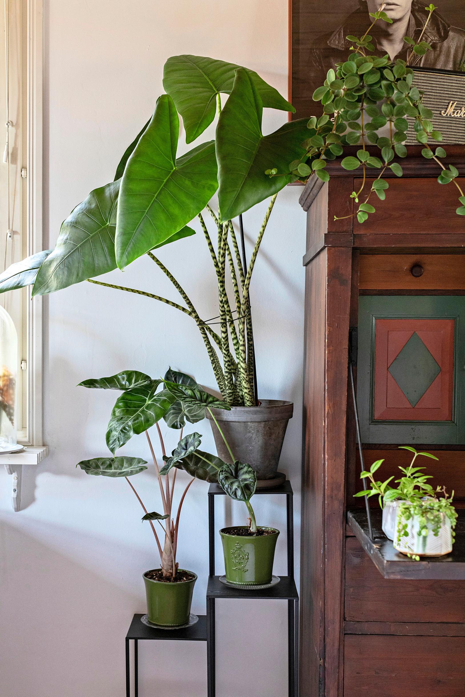 houseplants decor