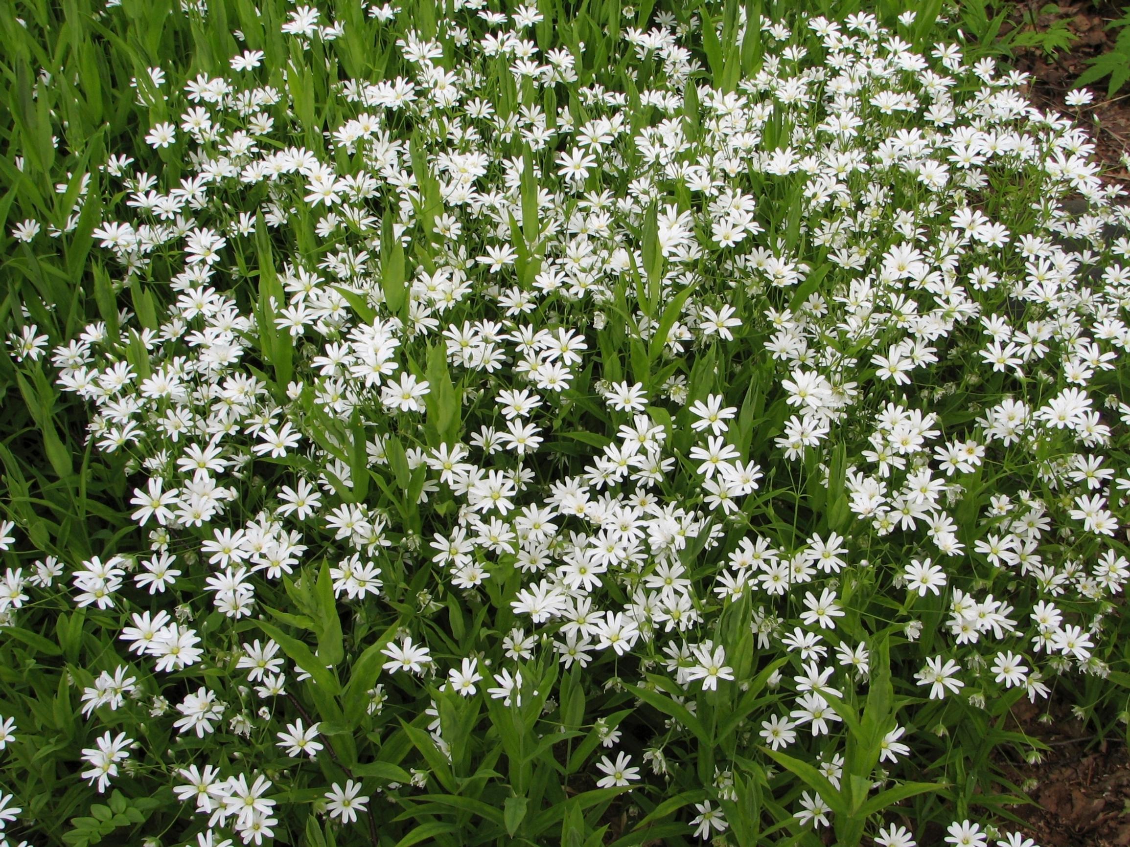 Greater starwort