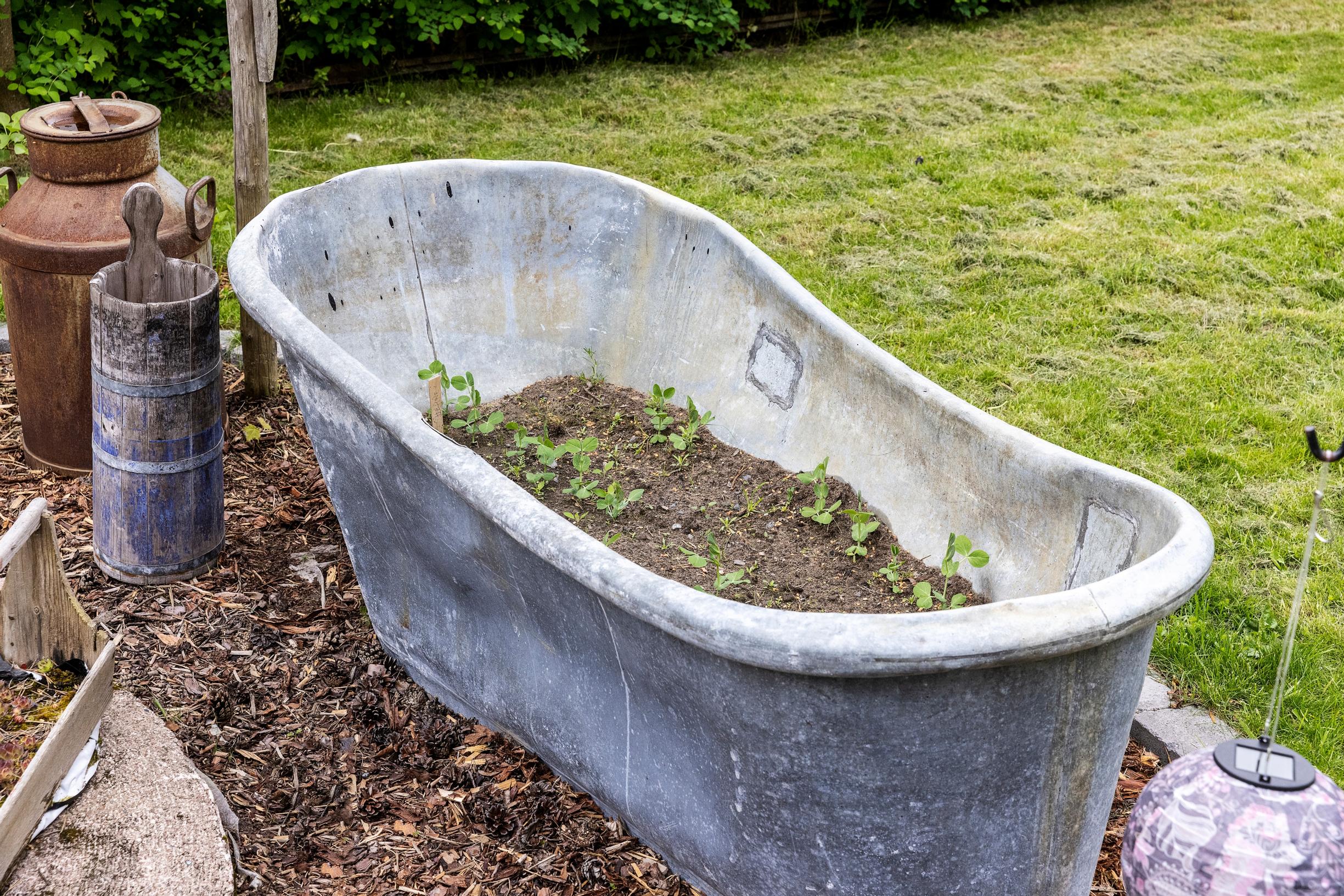 Plants growing in an old tub in the yard