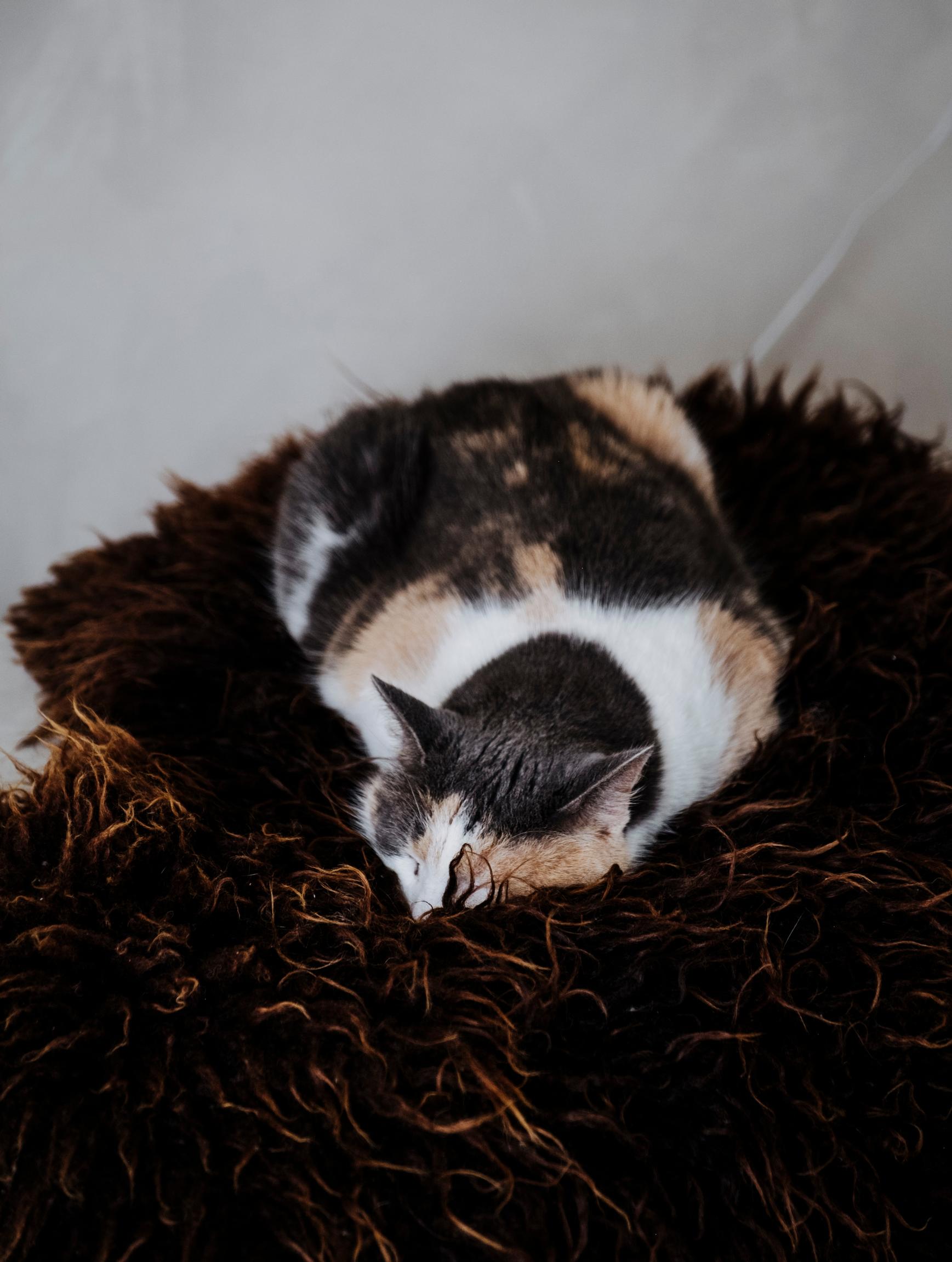 A cat sleeping on a sheepskin.