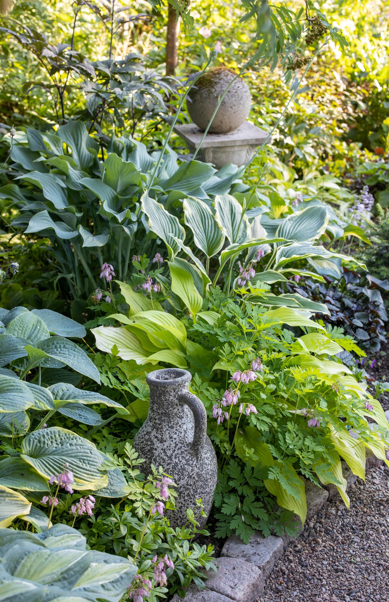 the garden of an old villa in Oulu: hostas