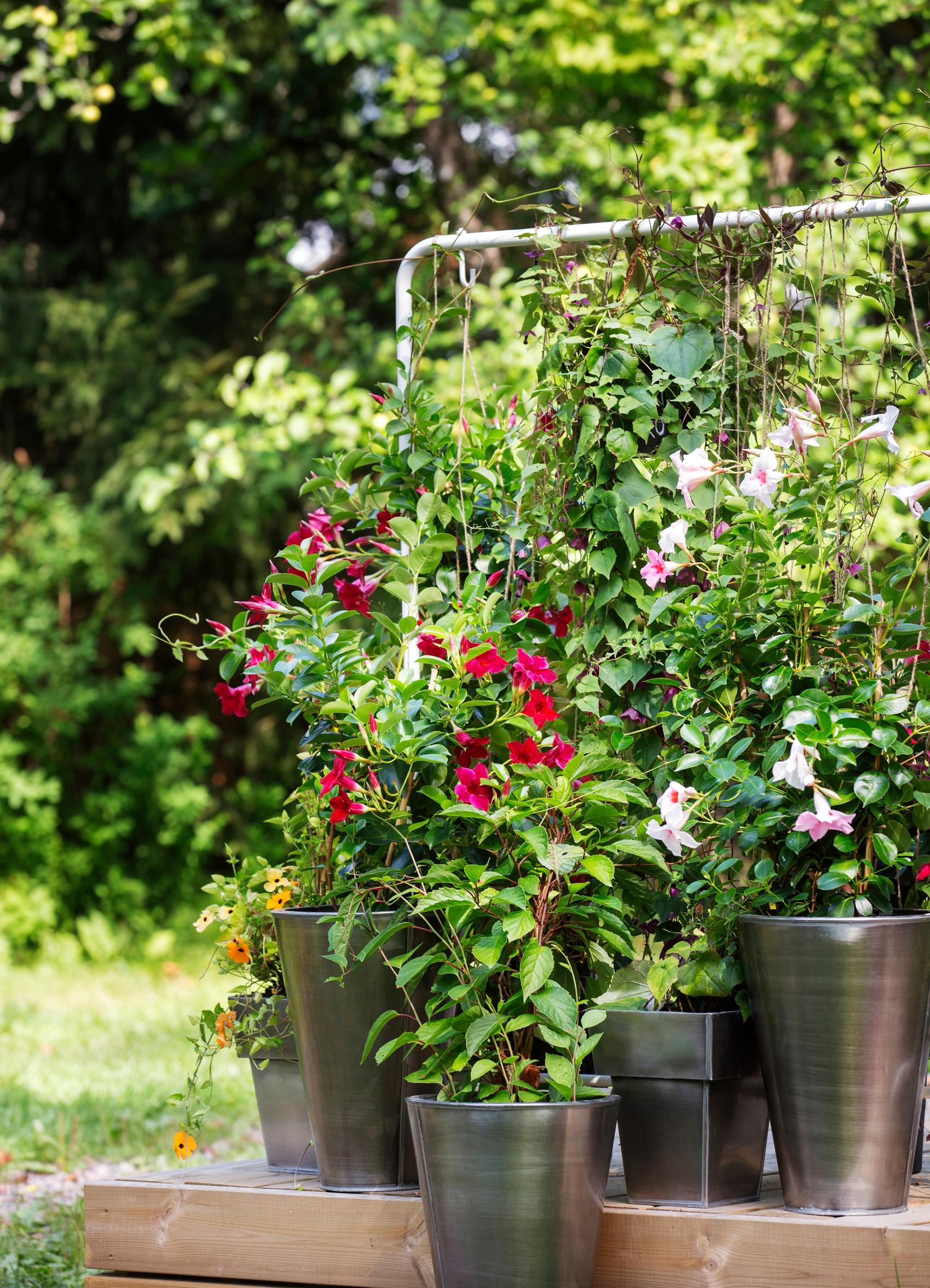 Support for climbing plants