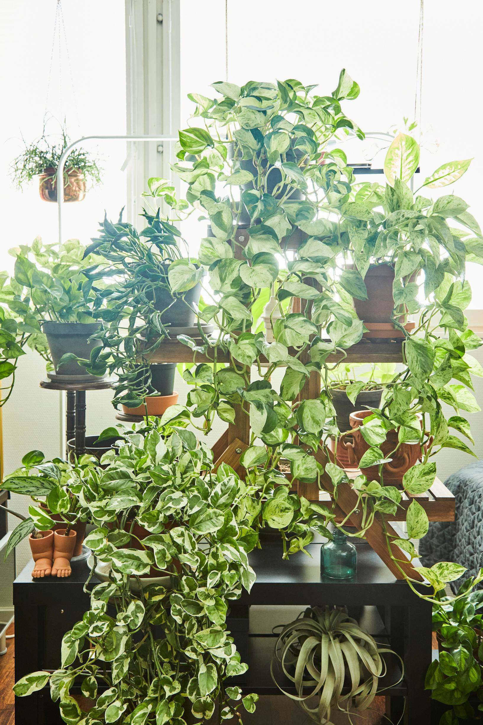 Golden pothos on display. Placing the varieties at different heights showcases their foliage beautifully.