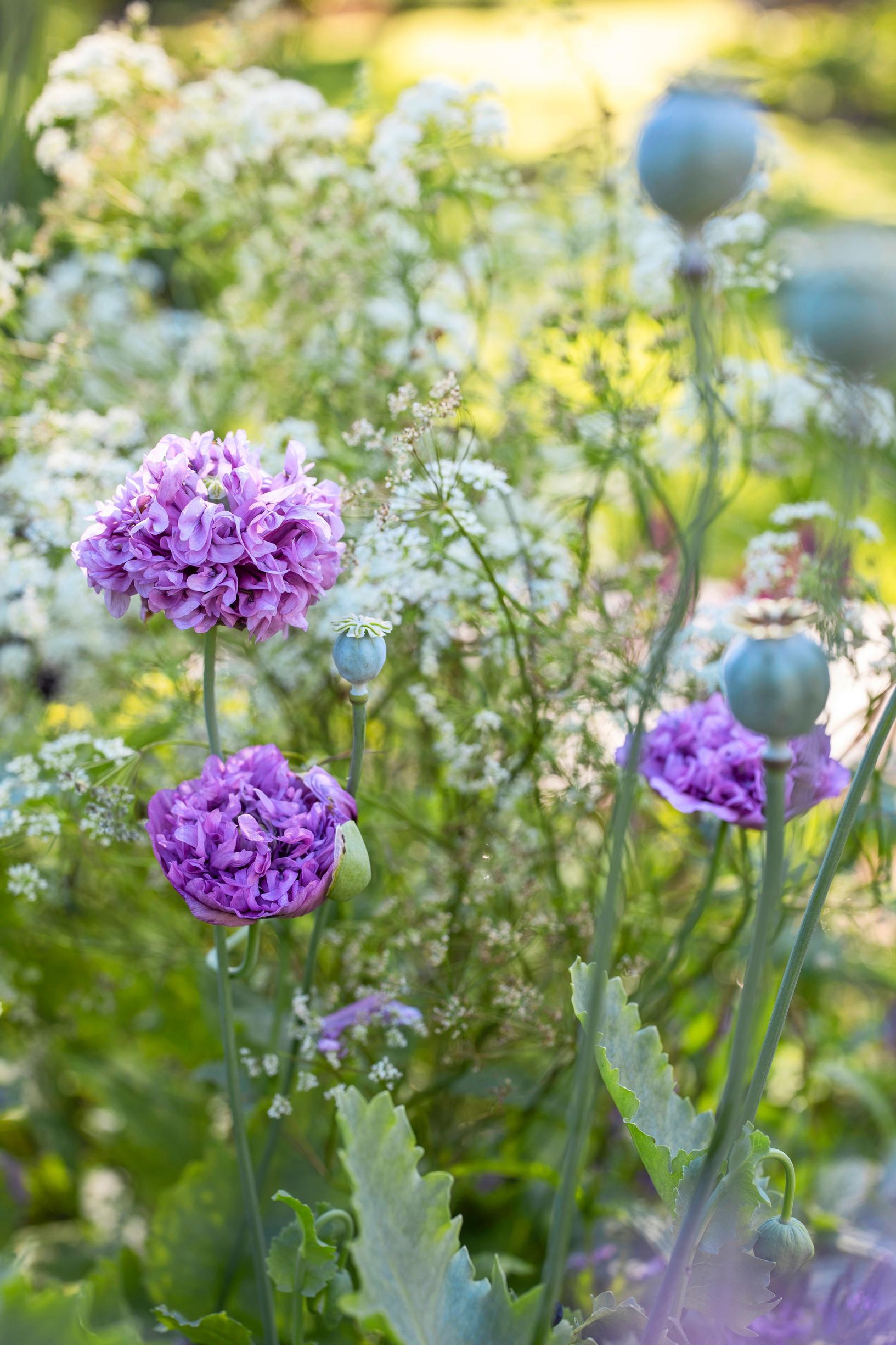 peony poppies