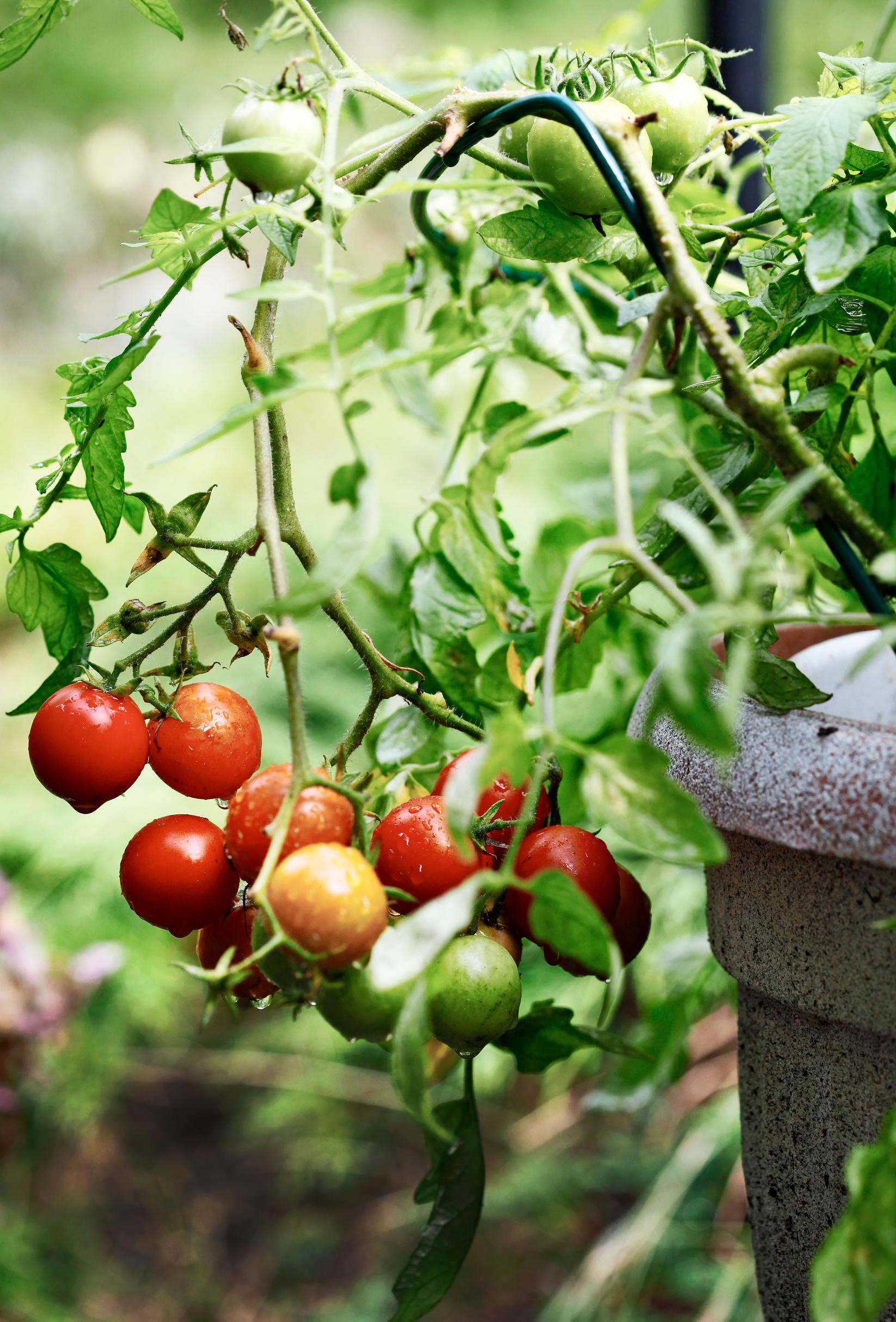 Tomato in a pot