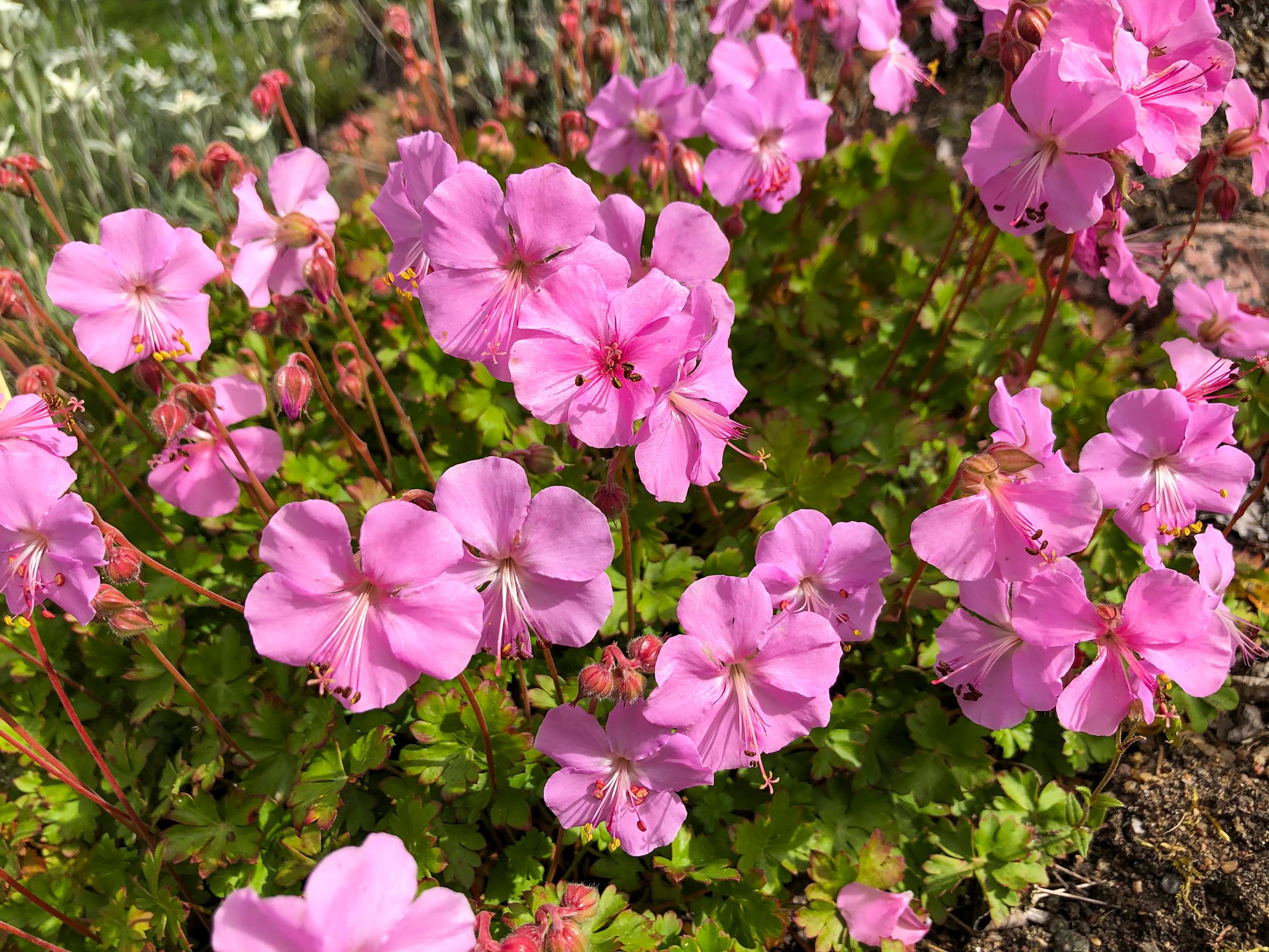 Geranium dalmaticum