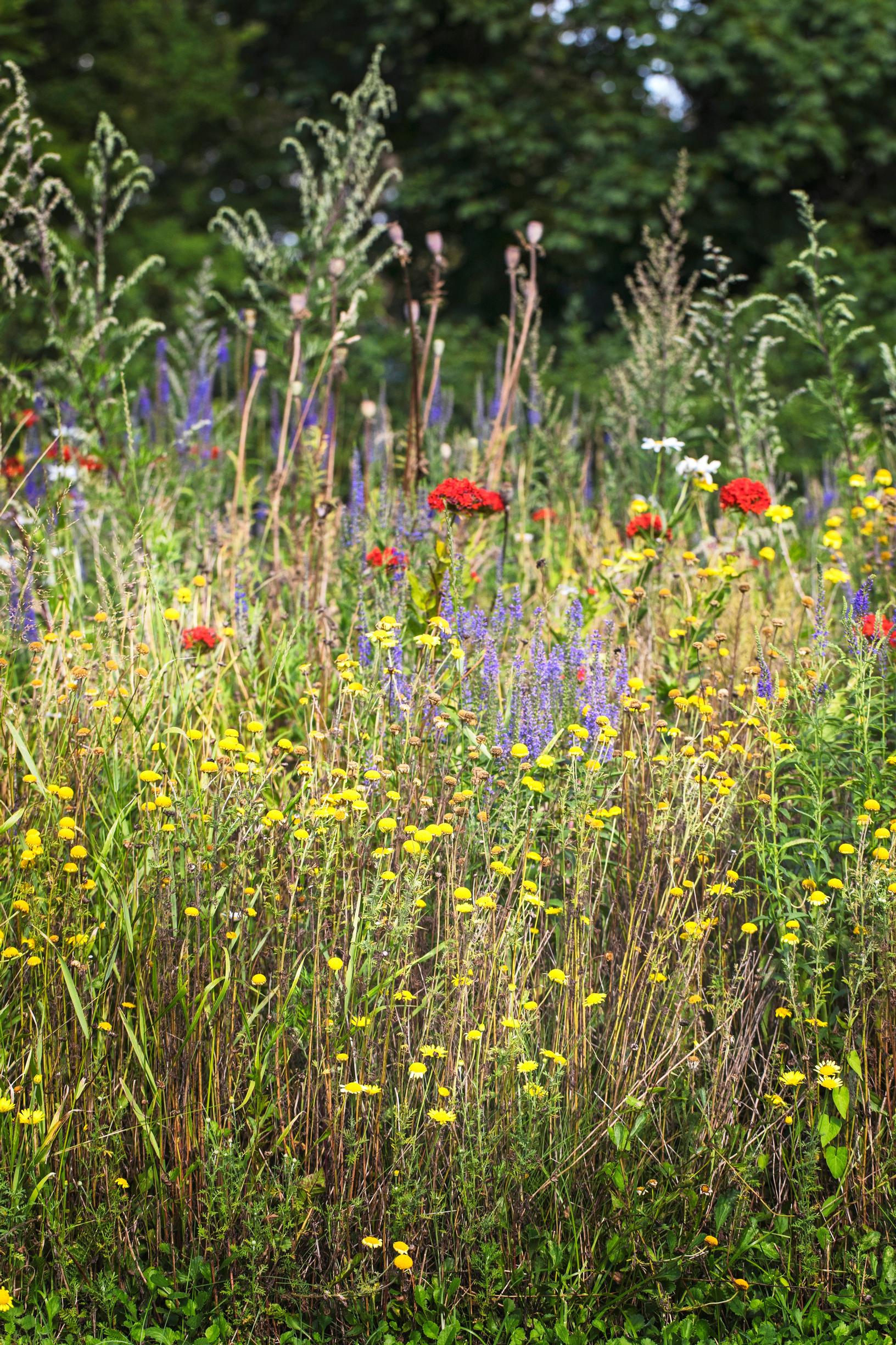 Wildflowers in red, purple, and yellow hues