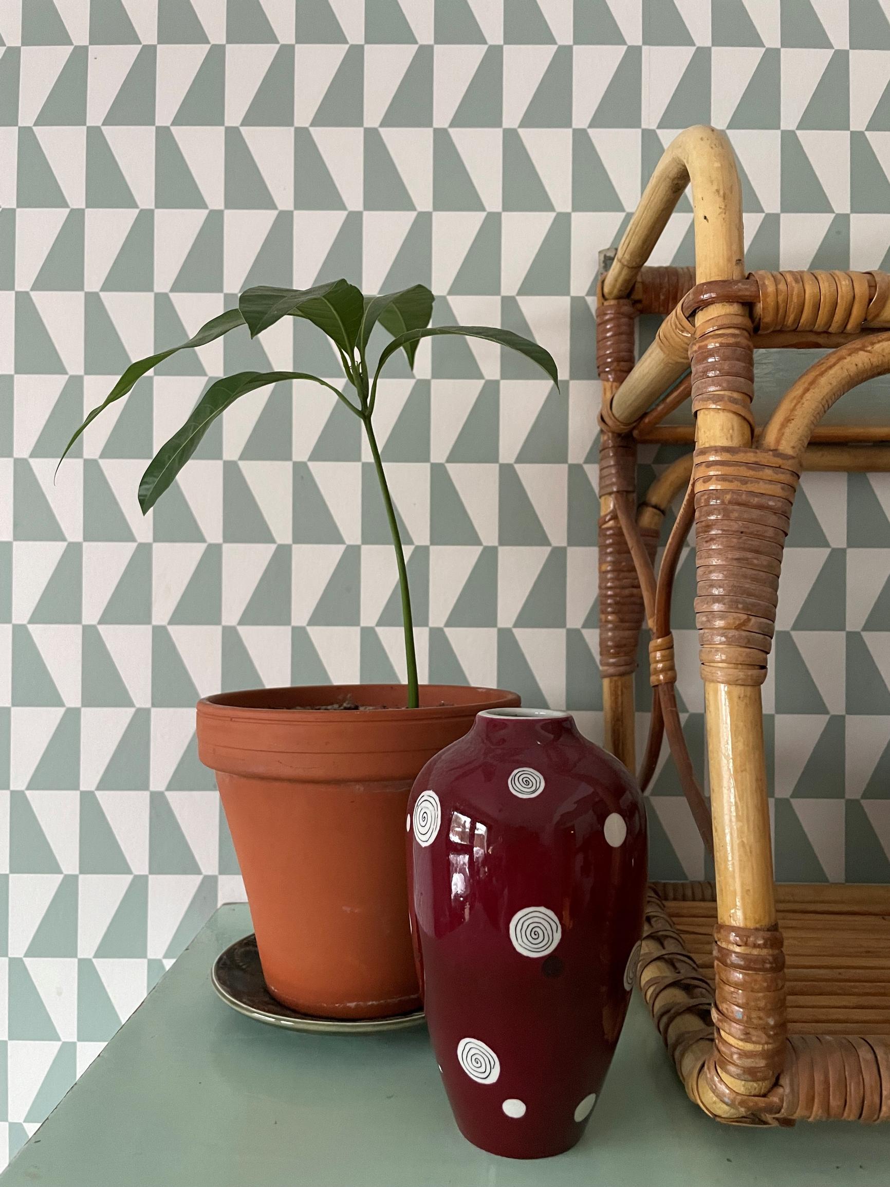 How to plant a mango seed from the fruit: Mango tree in a clay pot on a dresser