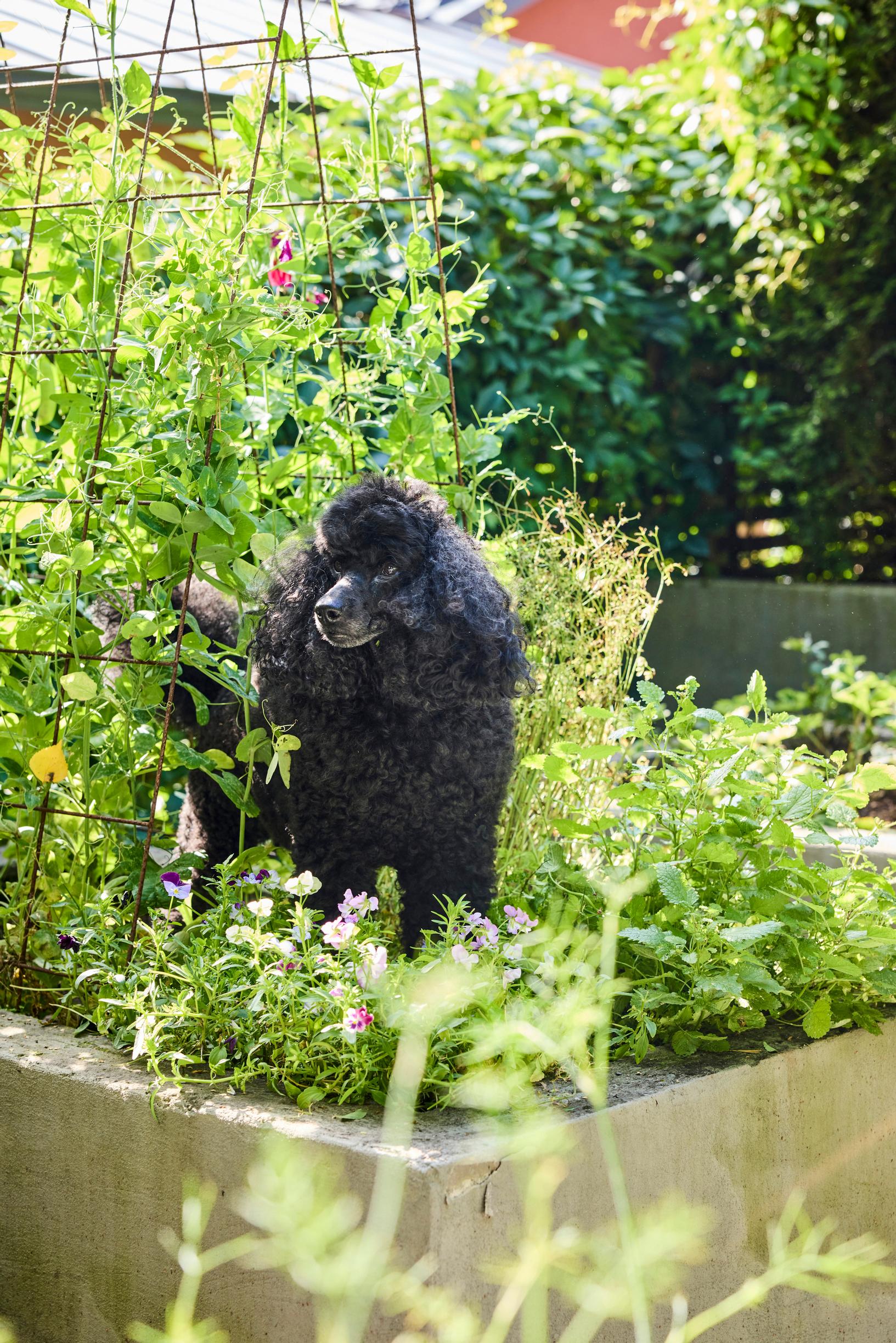 A poodle among the plantings.