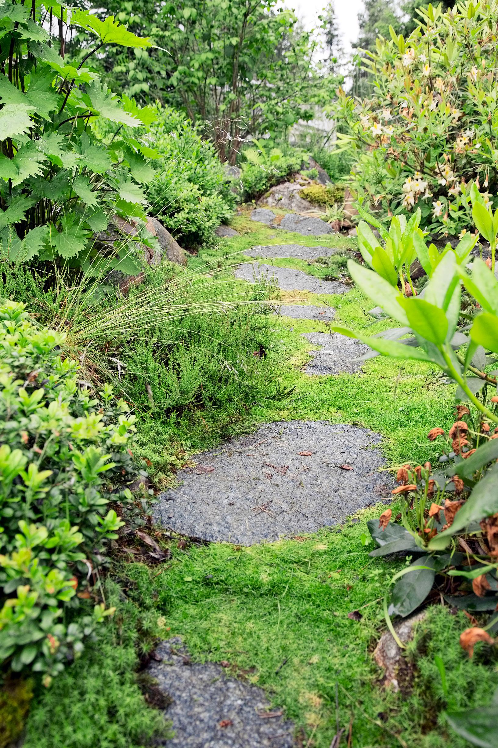 Moss between stepping stones on a garden path
