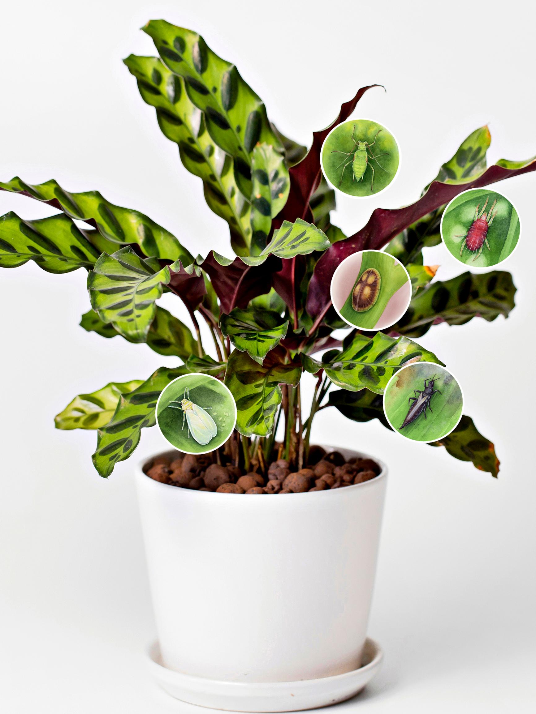 Thrips, scale insects, and spider mites! Identify and control houseplant pests