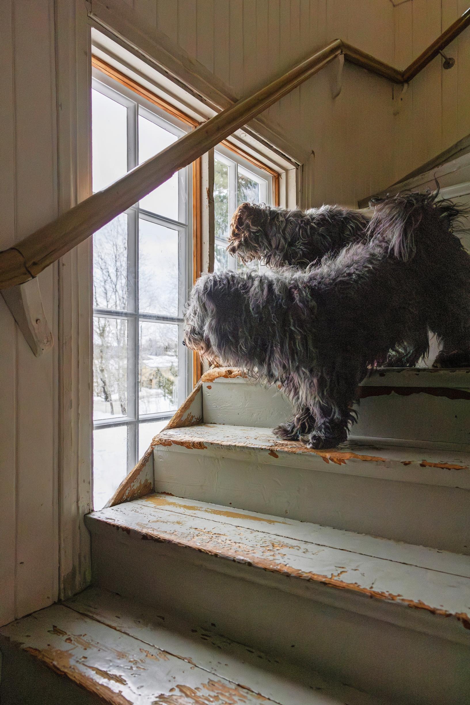 Dogs looking out the window