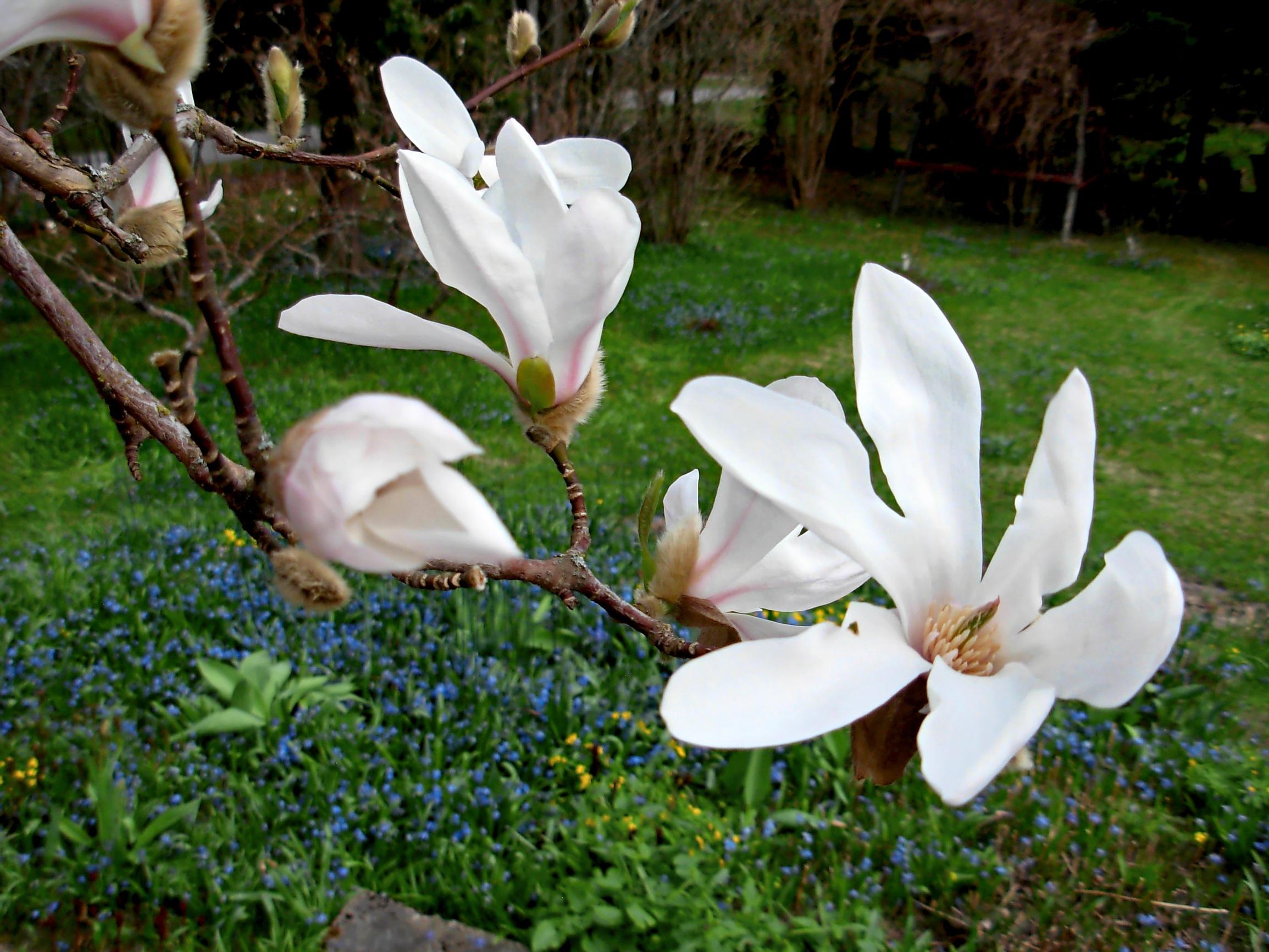 flowering trees for cold climate