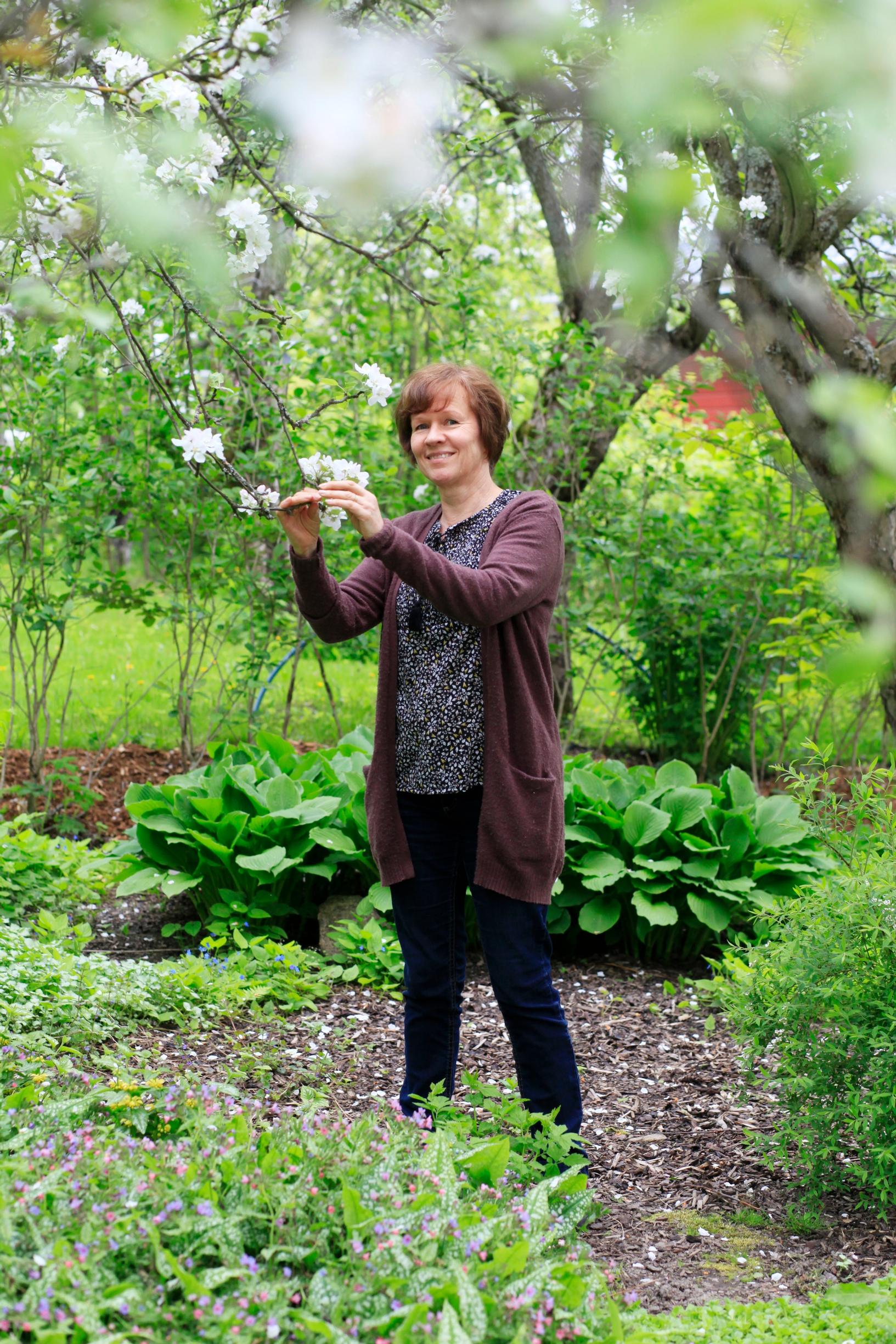 The apple trees’ abundant bloom promises a bountiful harvest in autumn. Ani Ylén admires the blossoms.