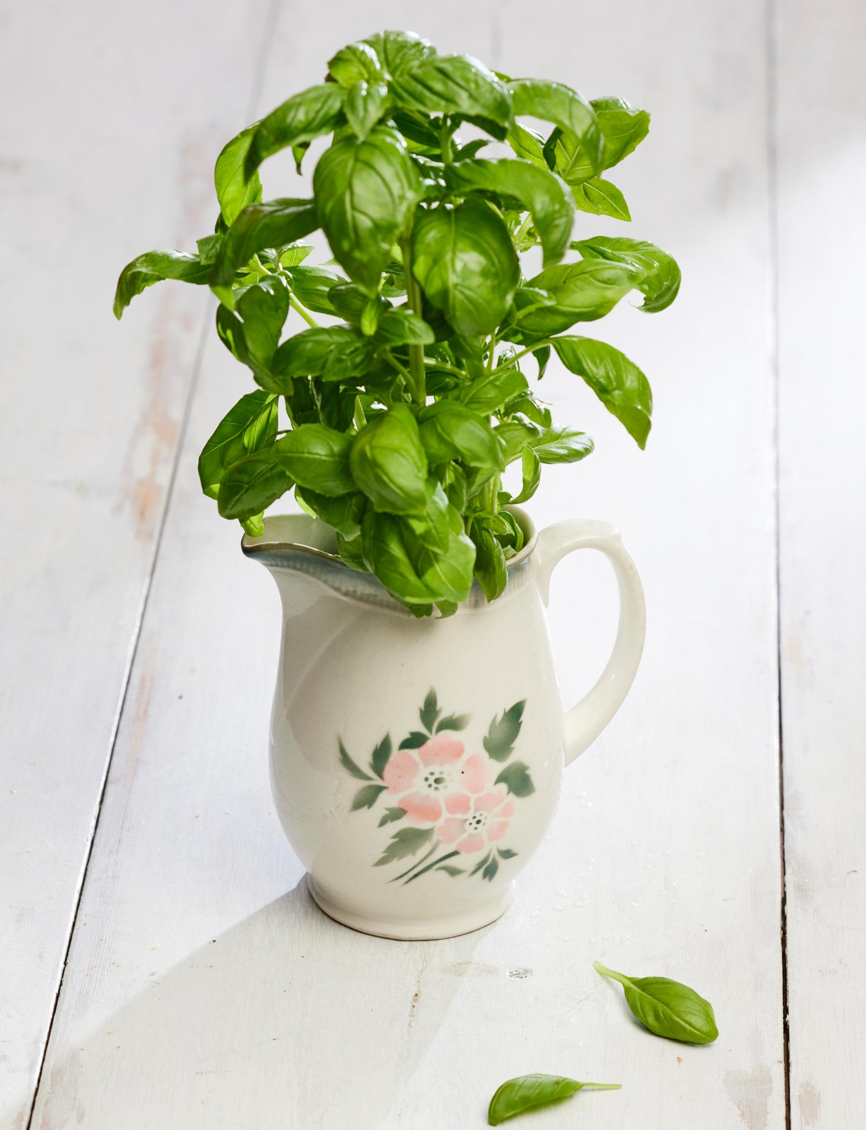 An old Arabia milk pitcher holding a basil plant.