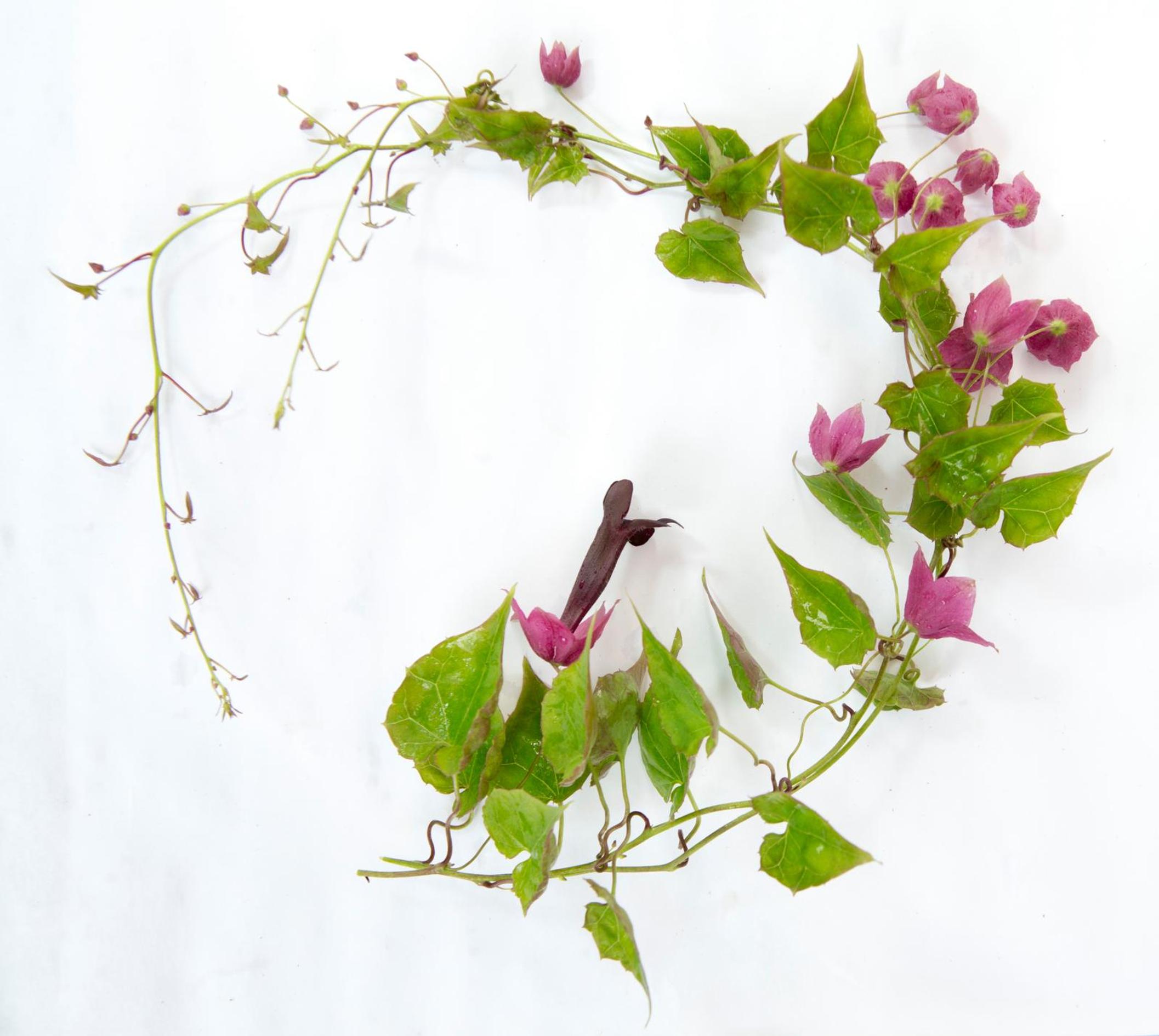 Purple bell vine