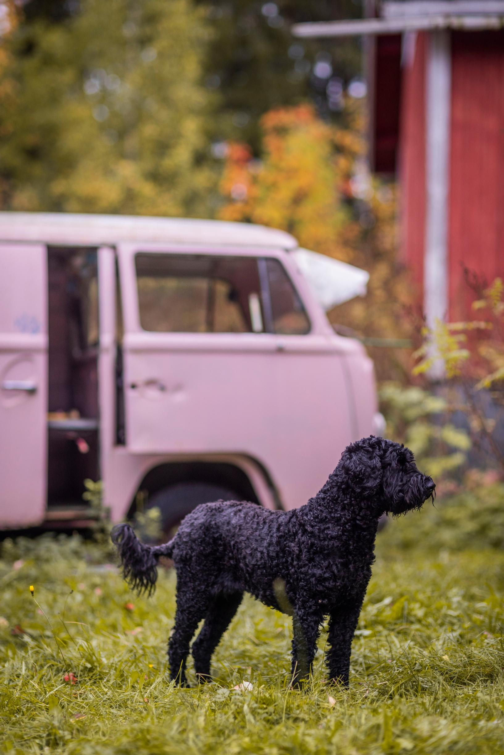 Pink van and black dog