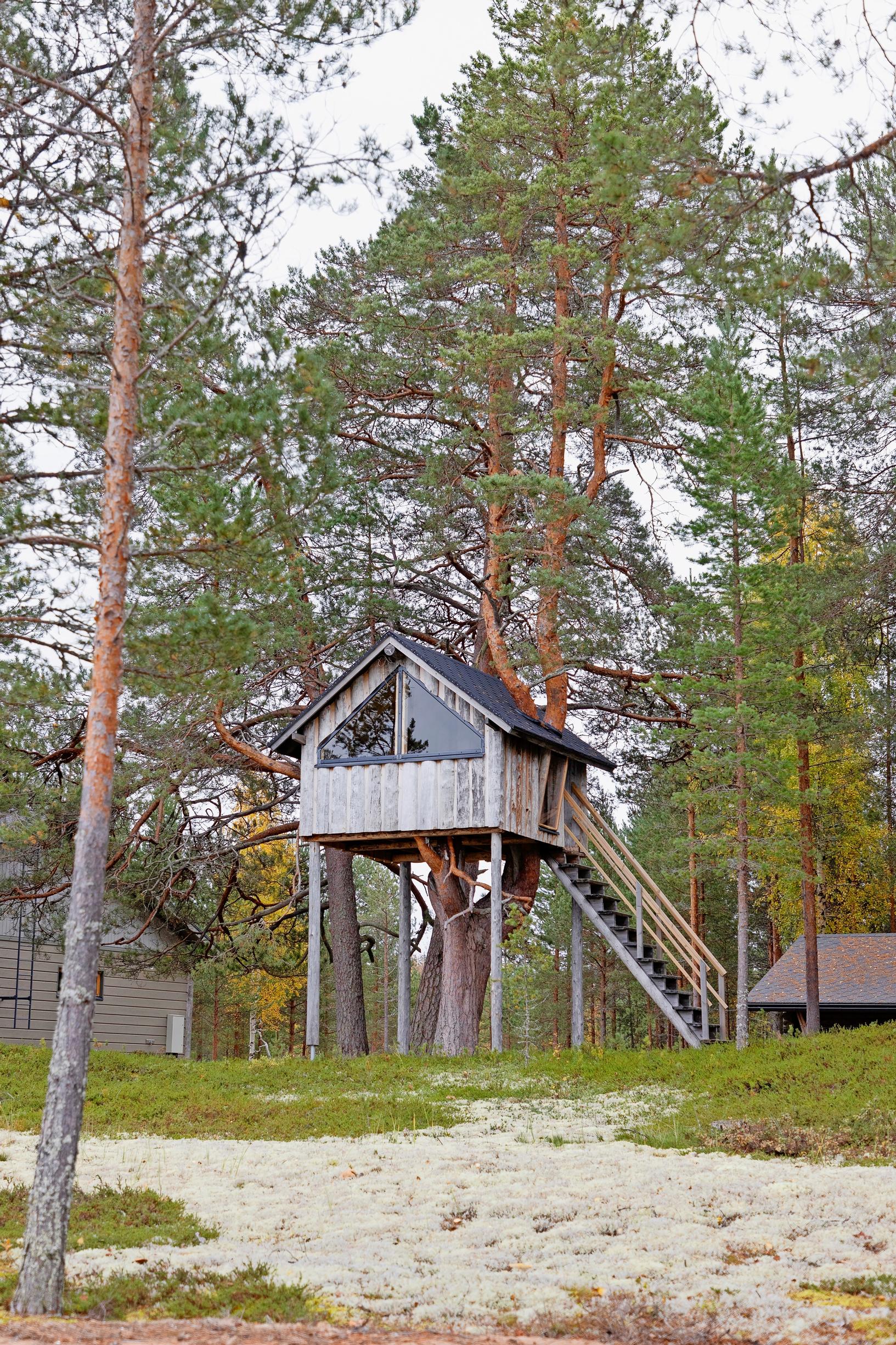 A treehouse built on pillars, with stairs leading up, and pine trees in the background