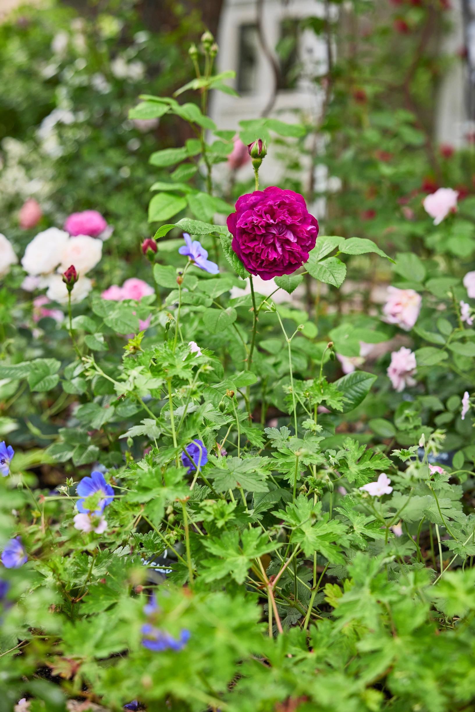 The cranesbill ‘Rozanne’ blooms beside the David Austin rose ‘Othello.’