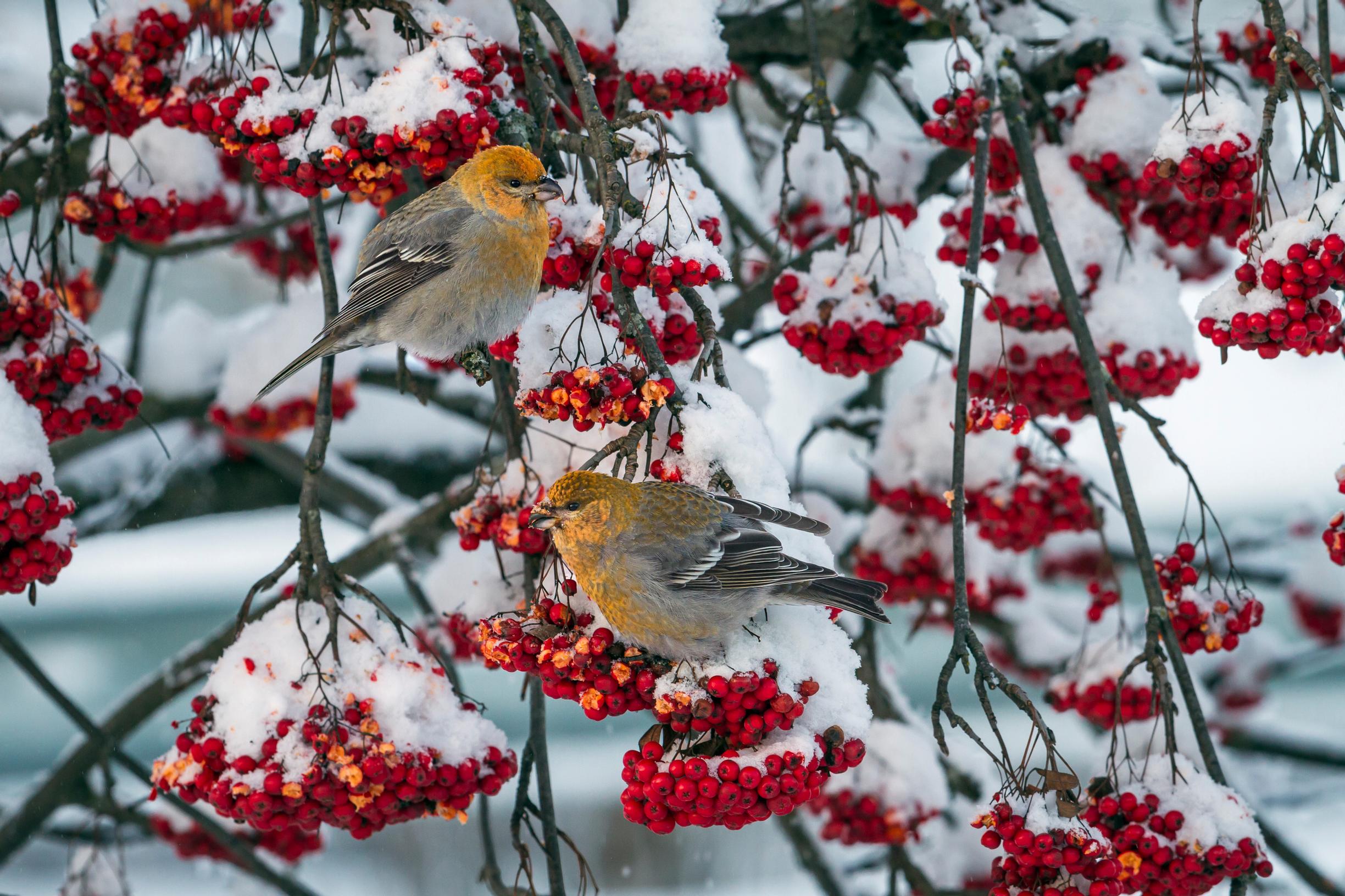 Rowan tree in winter