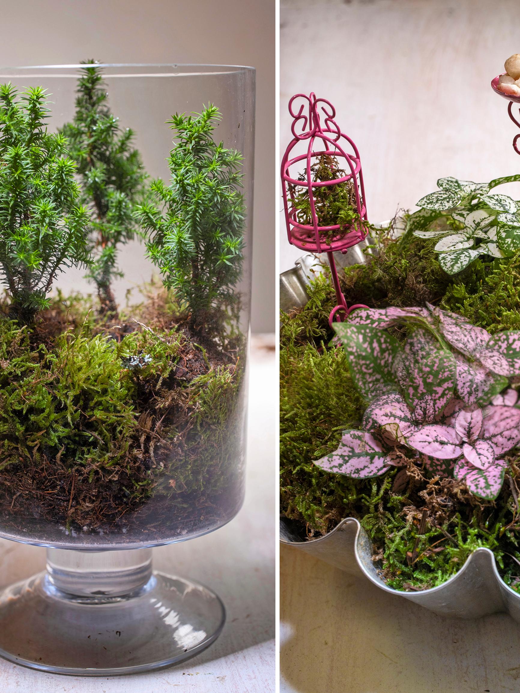 Free your plants from tiny pots: create easy arrangements and get “air plants” from the garden