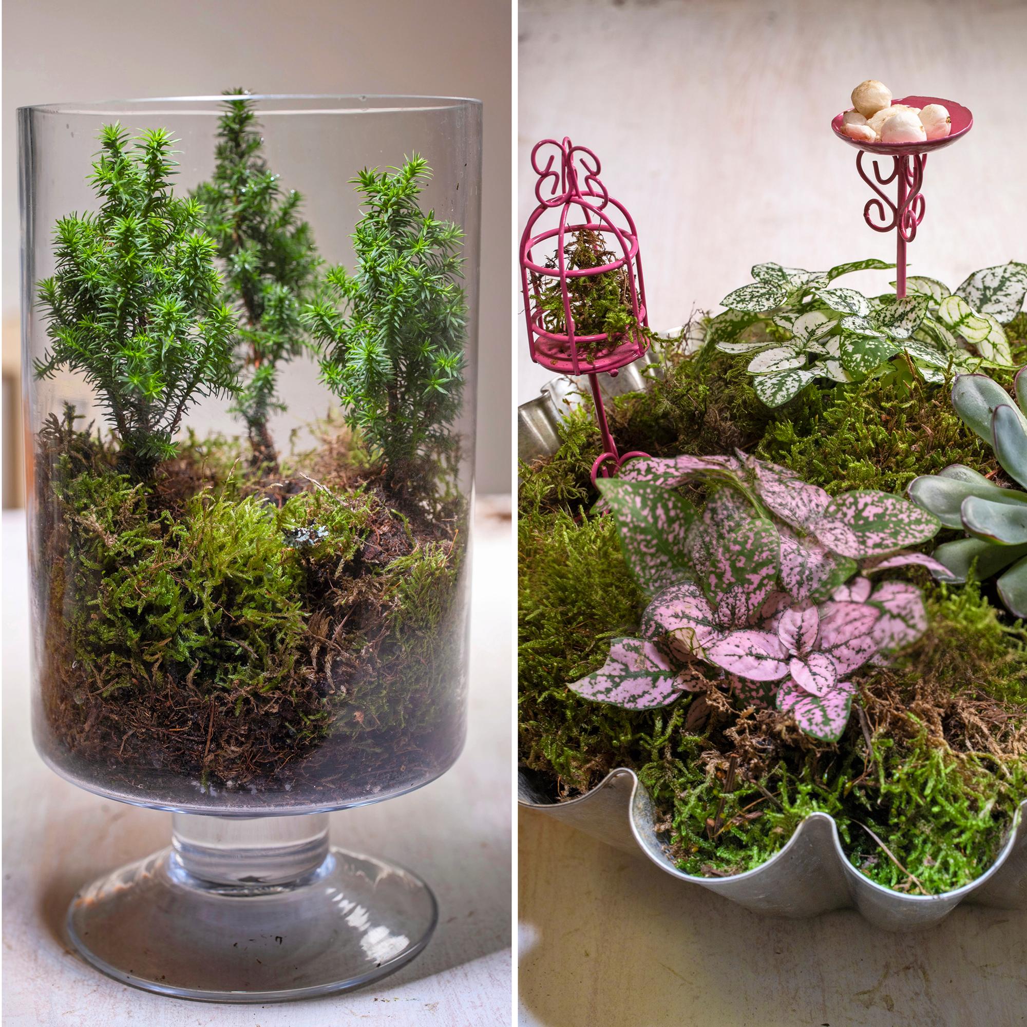 Free your plants from tiny pots: create easy arrangements and get “air plants” from the garden