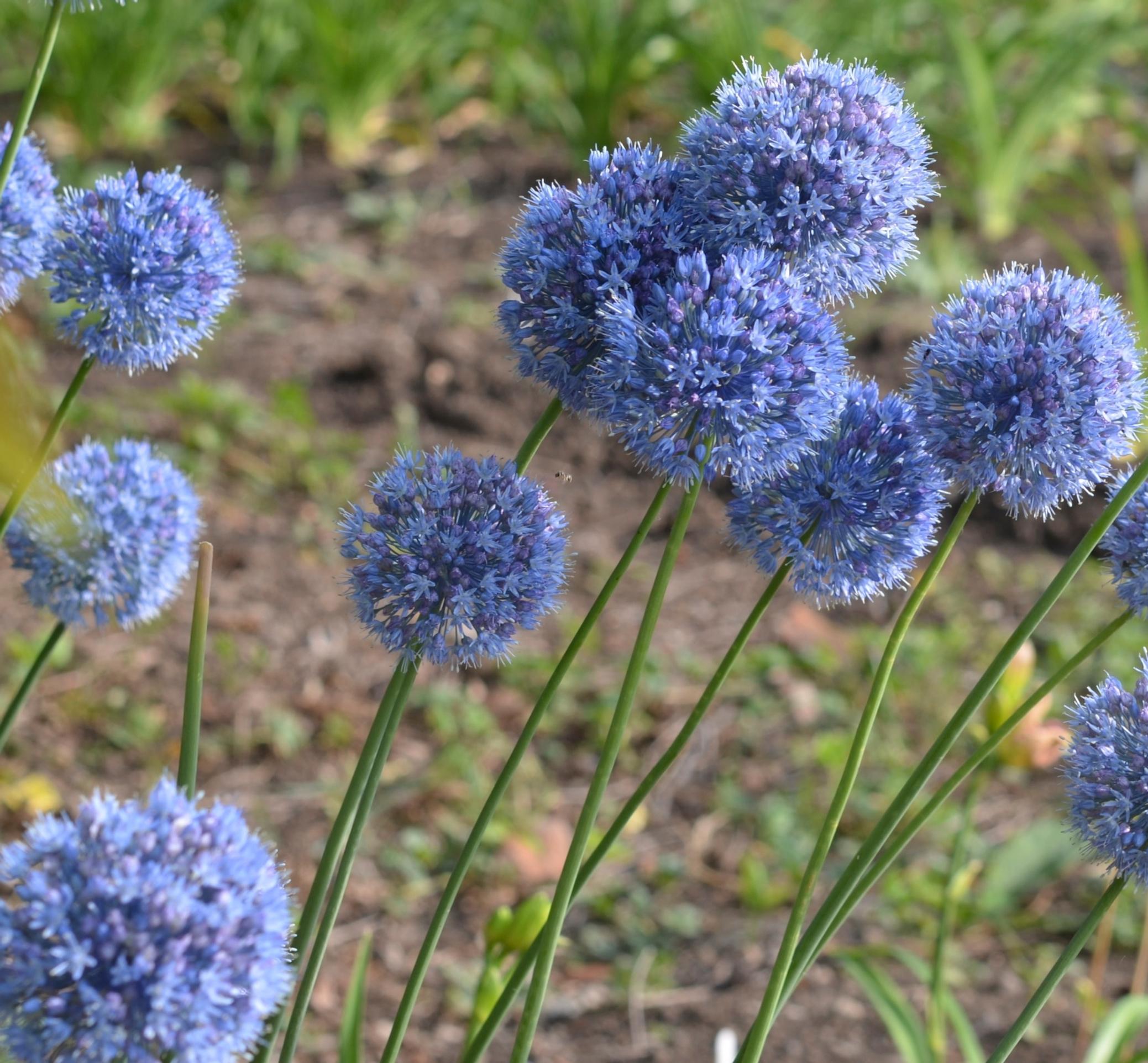 Blue-flowered allium, Allium caeruleum