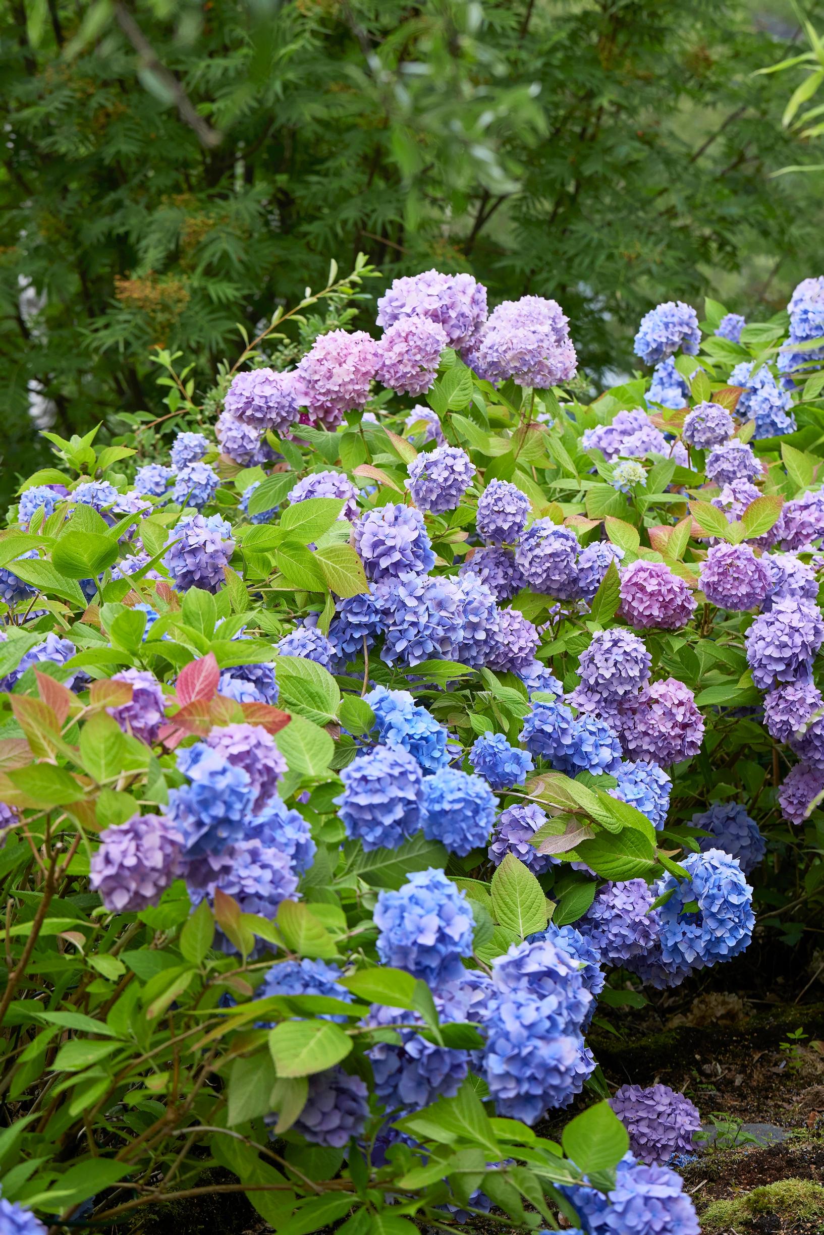 Moosegarden: Endless Summer hydrangeas bloom from July until frost.