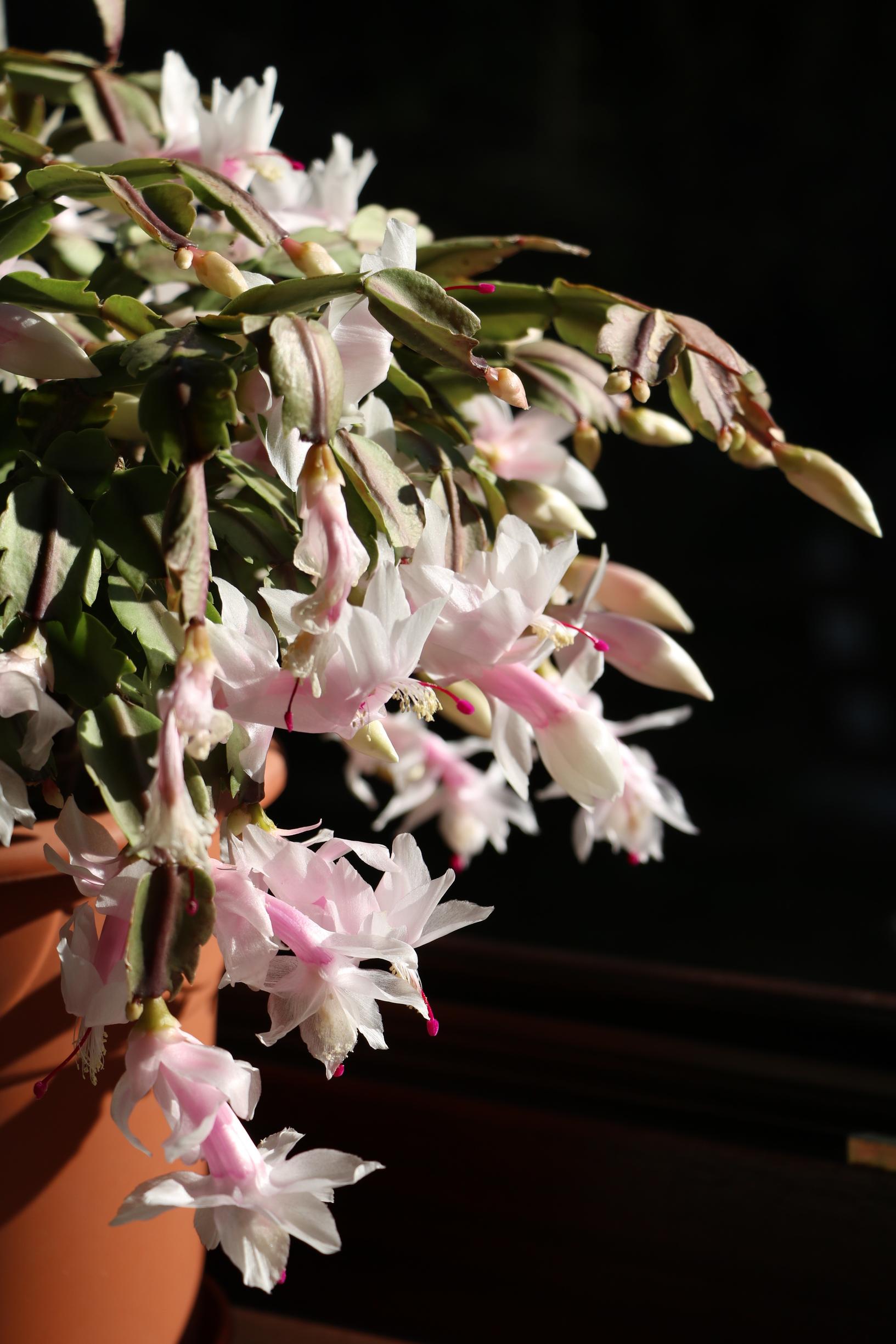 Light pink thanksgiving cactus